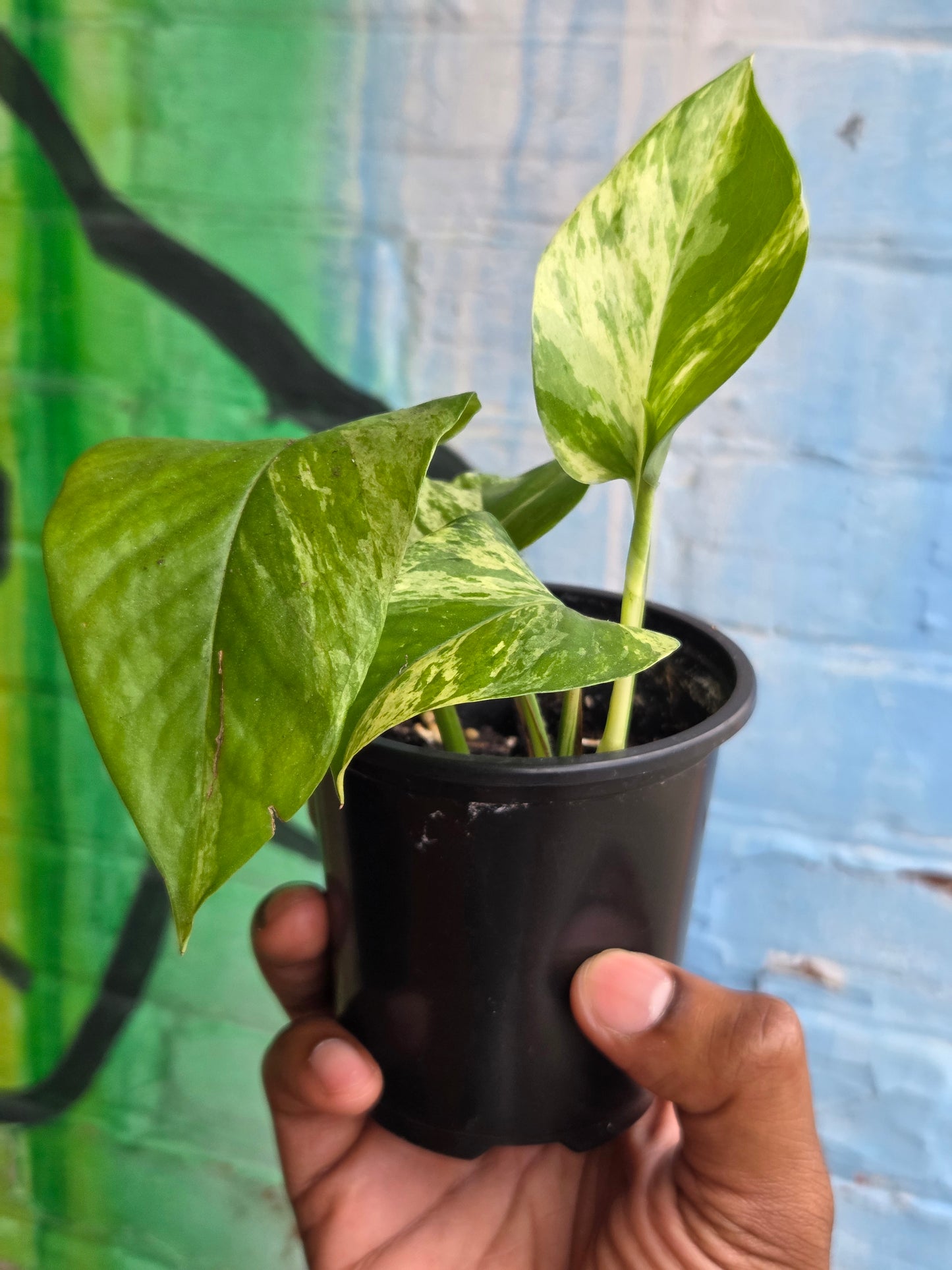 3.5" Pothos Marble Queen