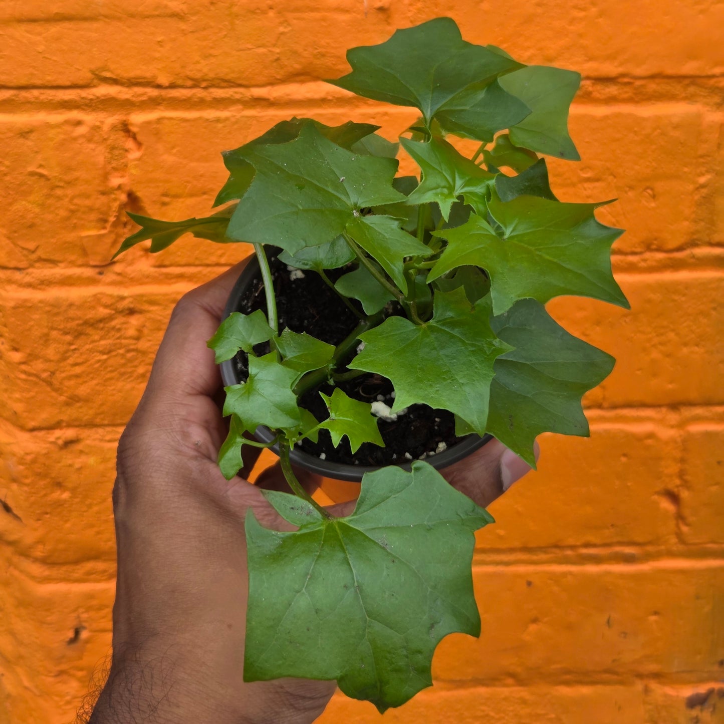 4.5” German Ivy