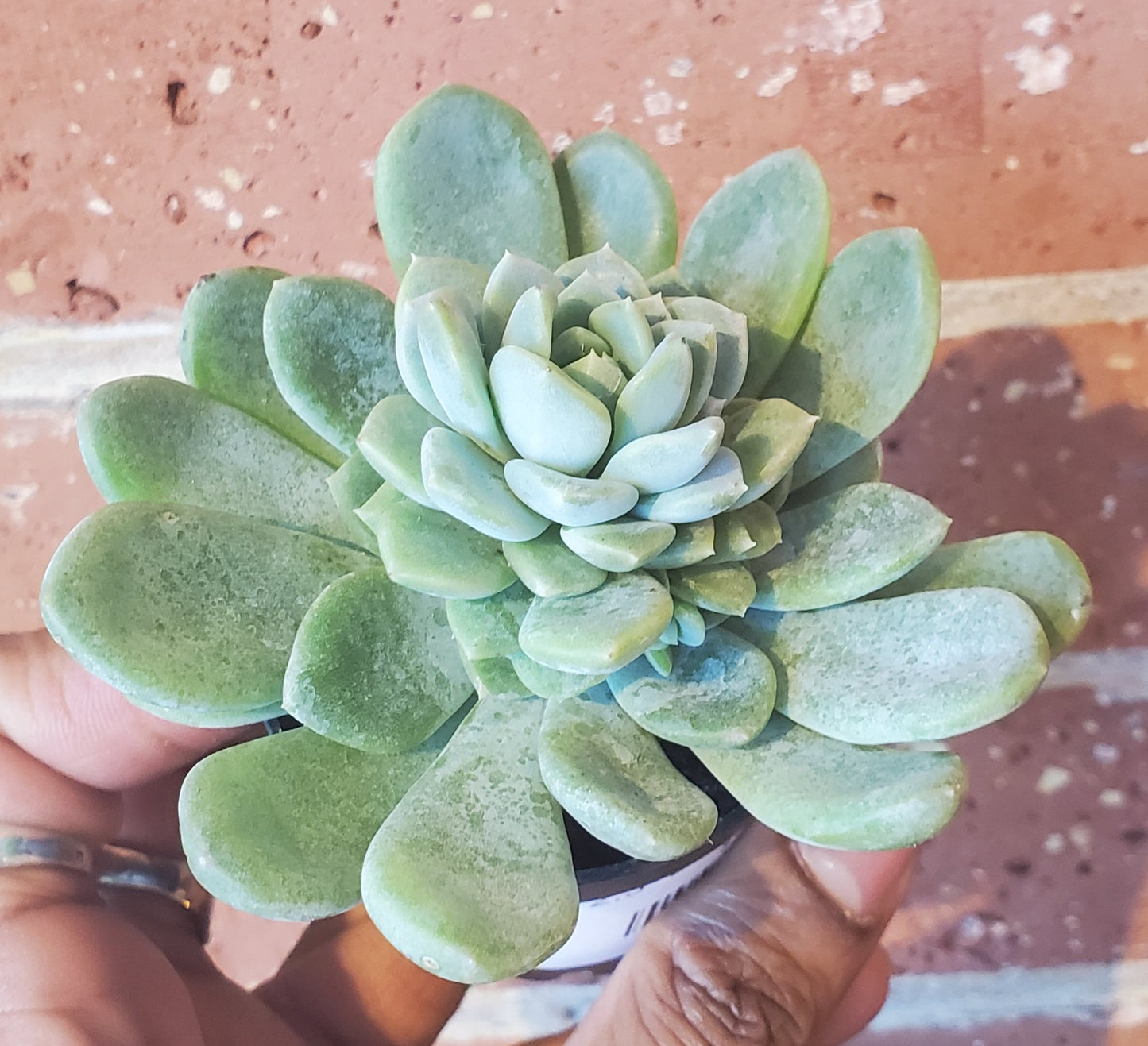 2.5" Echeveria Aurora