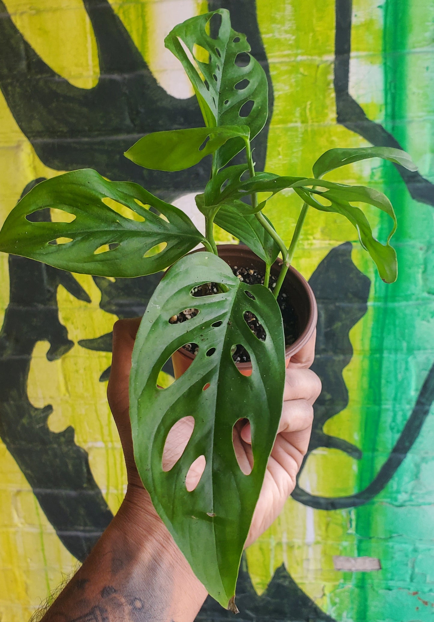 3.5" Monstera Adansonii Narrow Form