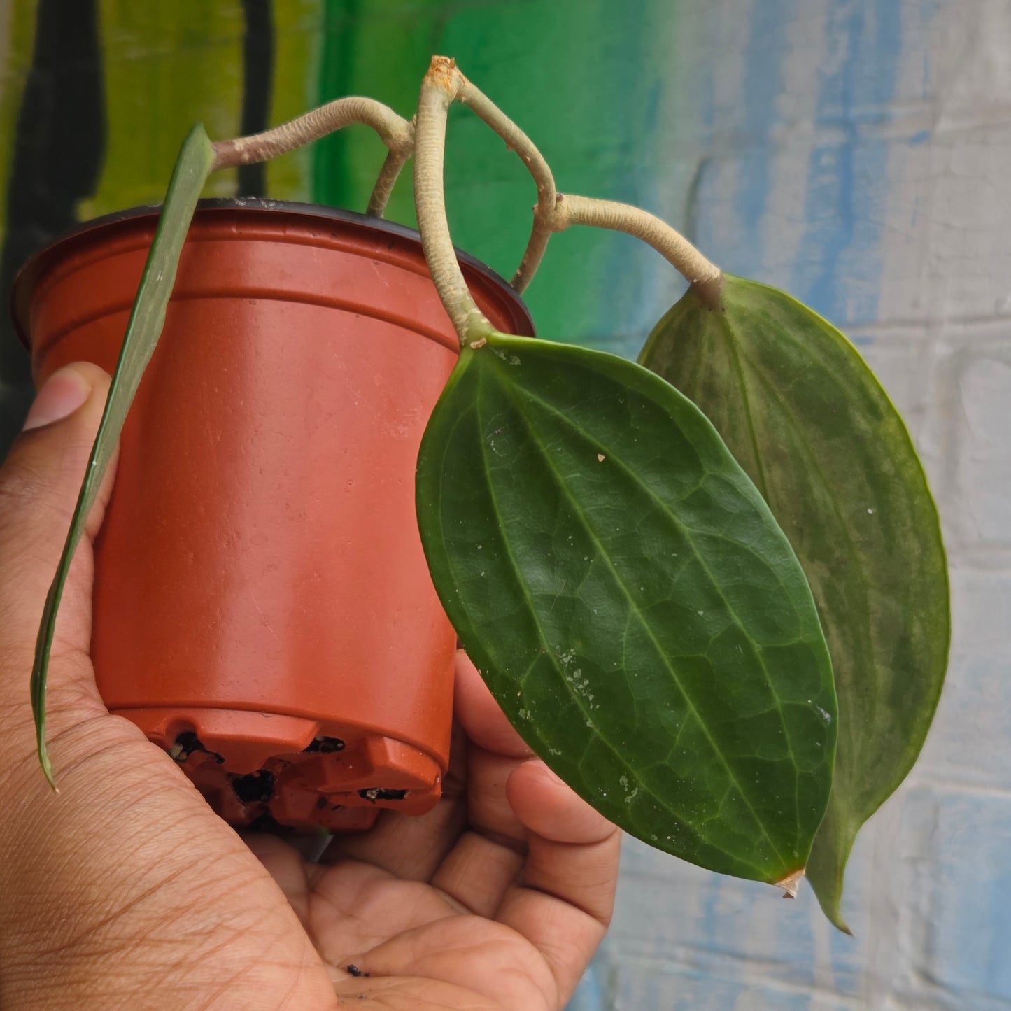 4" Hoya Macrophylla