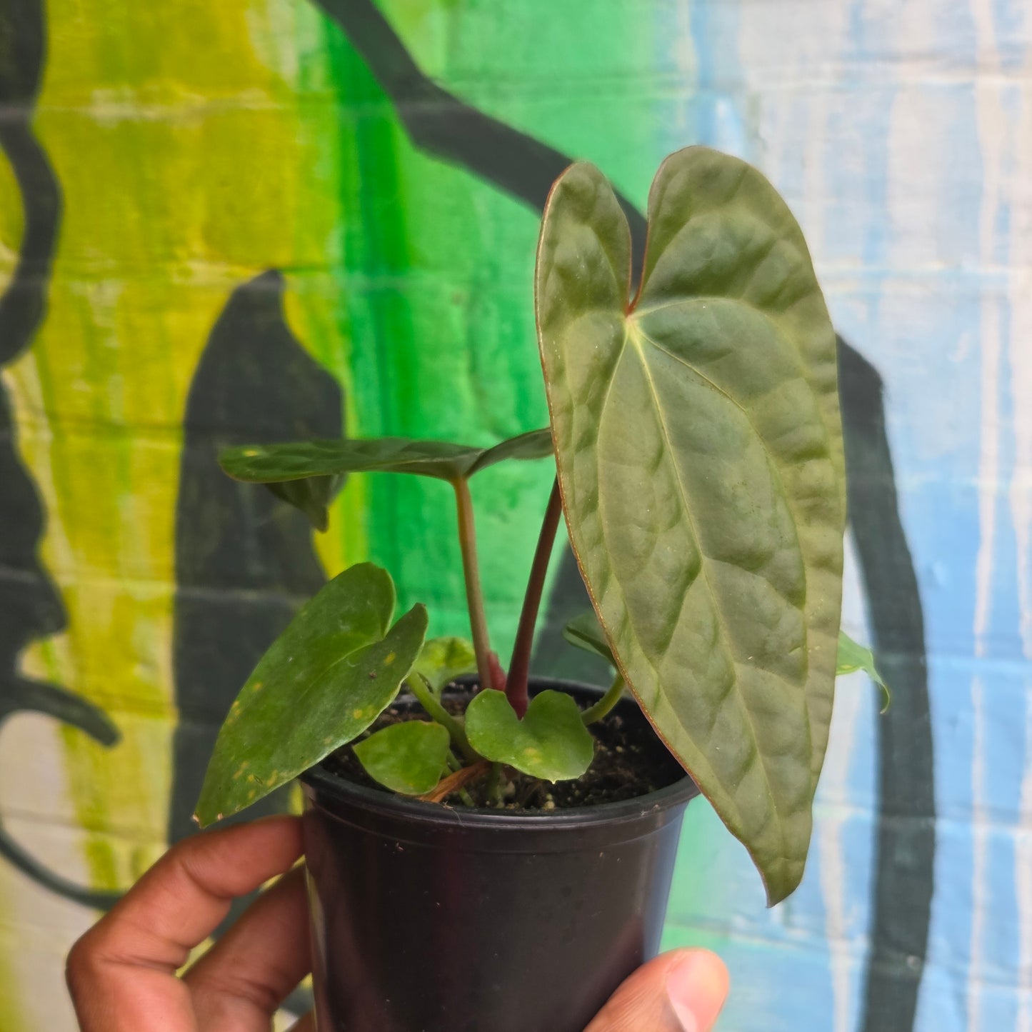 4” Anthurium Luxurians Dark Form