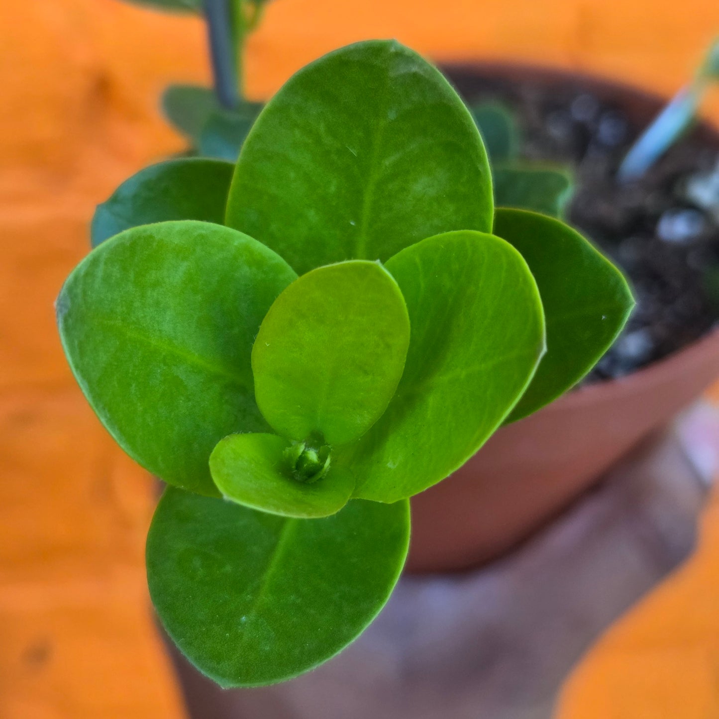 5" Hoya cumingiana w/hoop