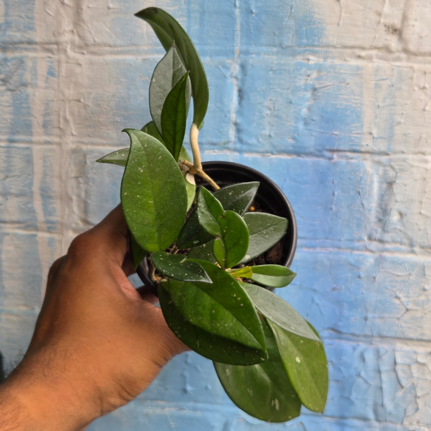 4" Hoya Carnosa