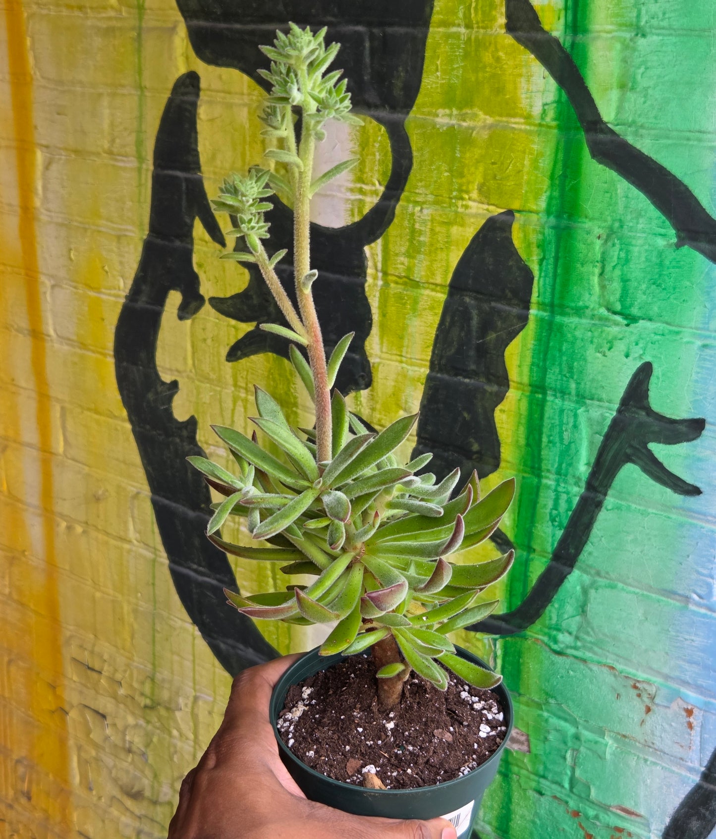 5" Echeveria Harmsii