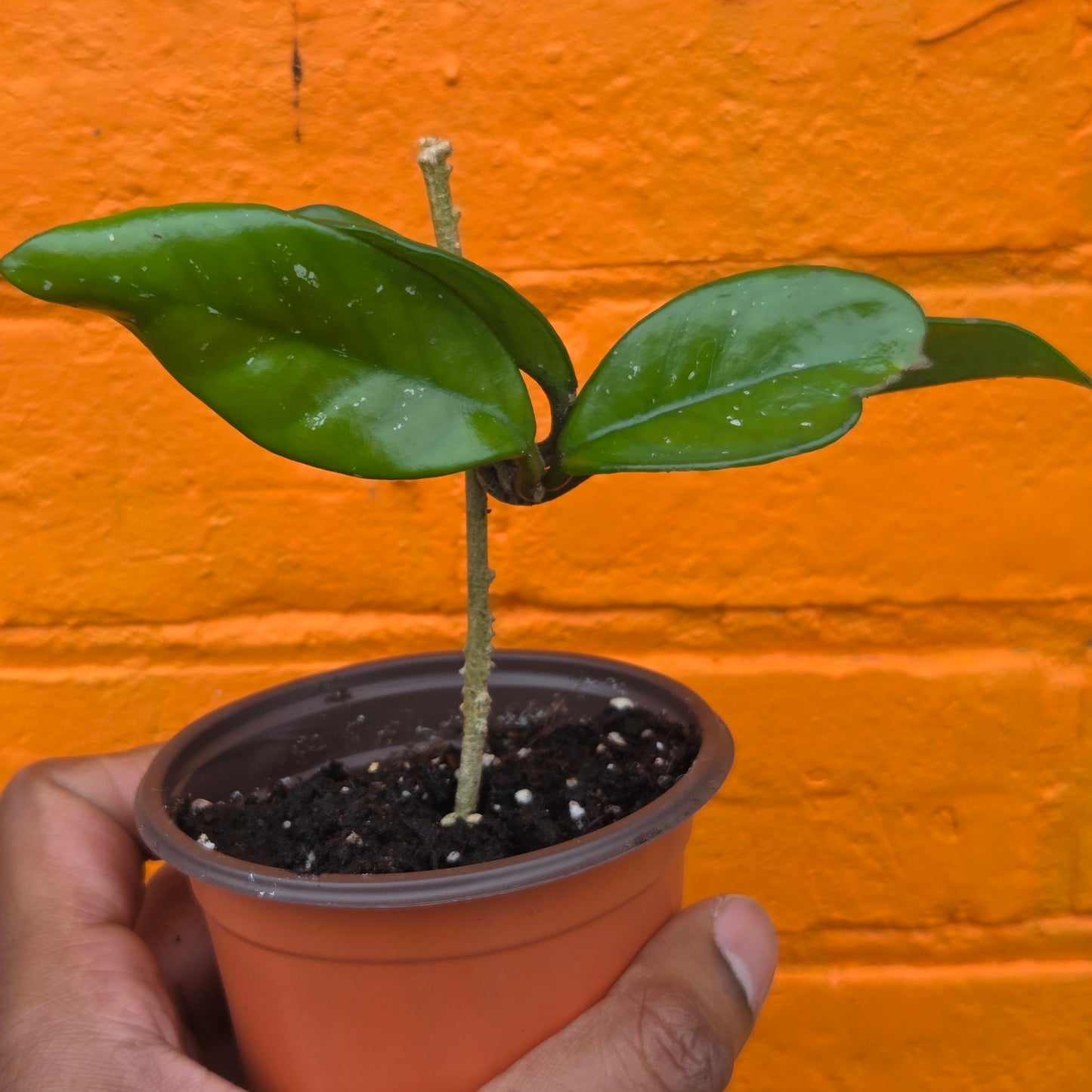 3.5" Hoya Carnosa