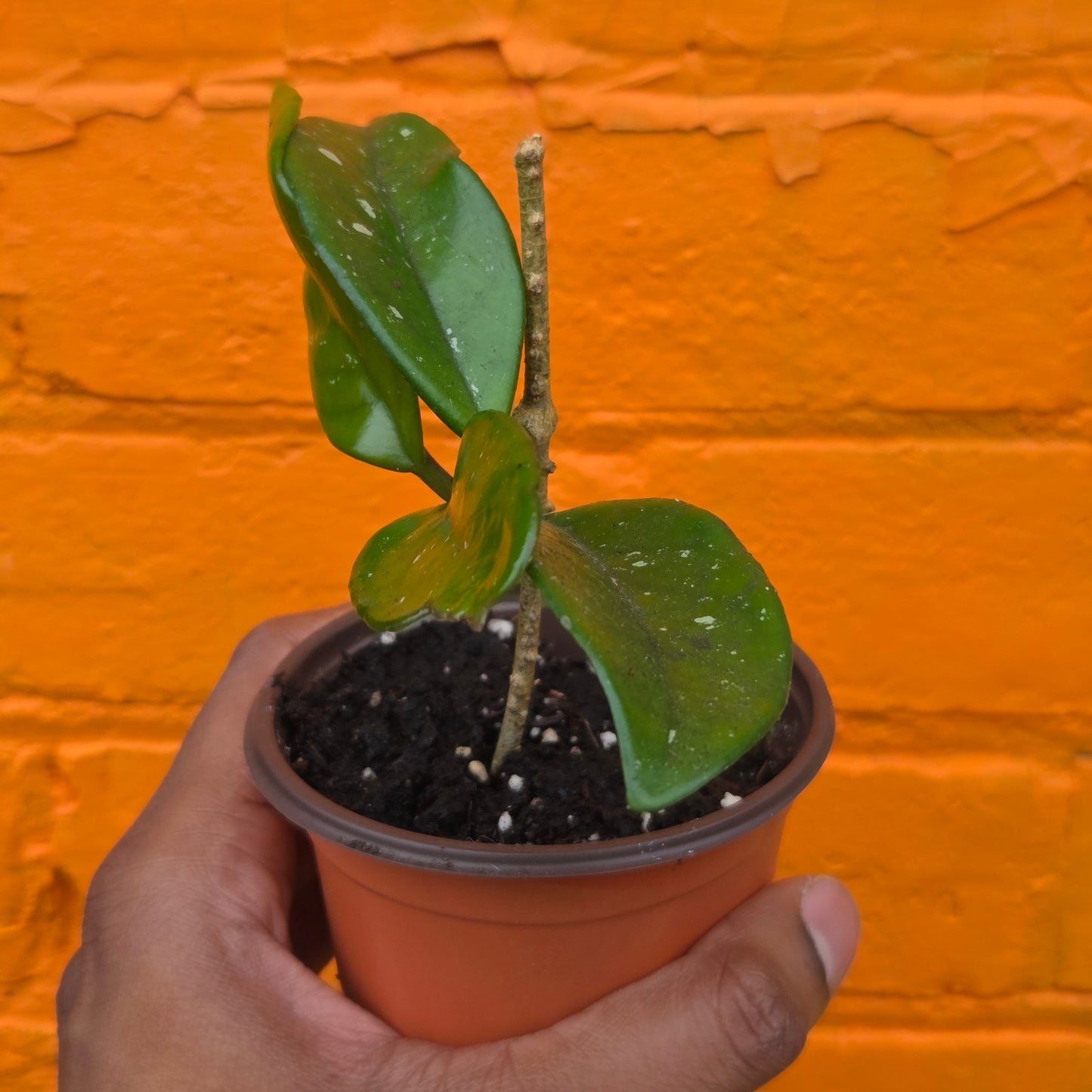 3.5" Hoya Carnosa
