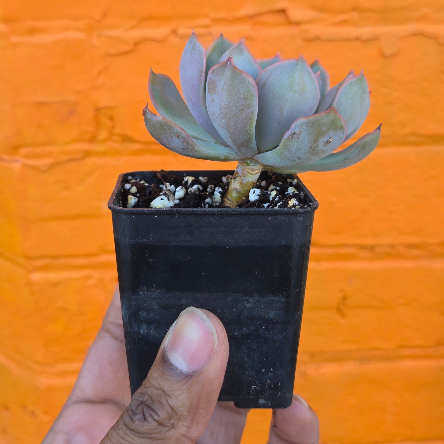 3” Echeveria Mensa