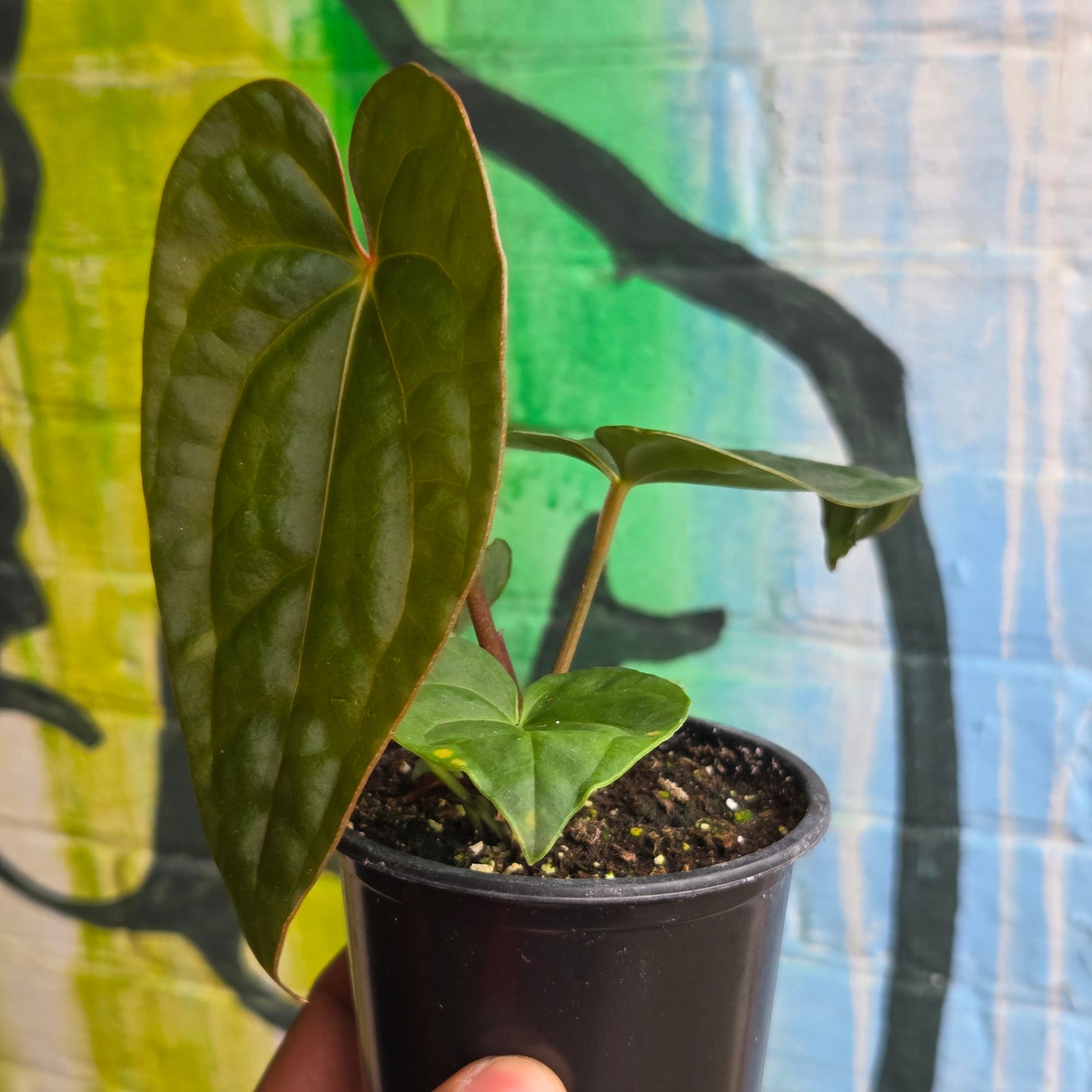 4” Anthurium Luxurians Dark Form