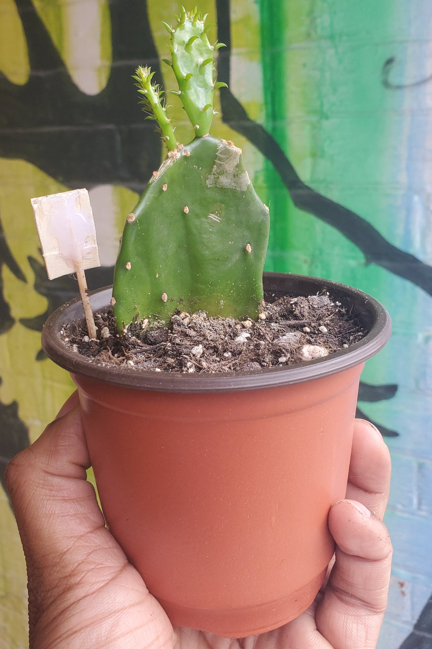 4" Opuntia jamaicensis