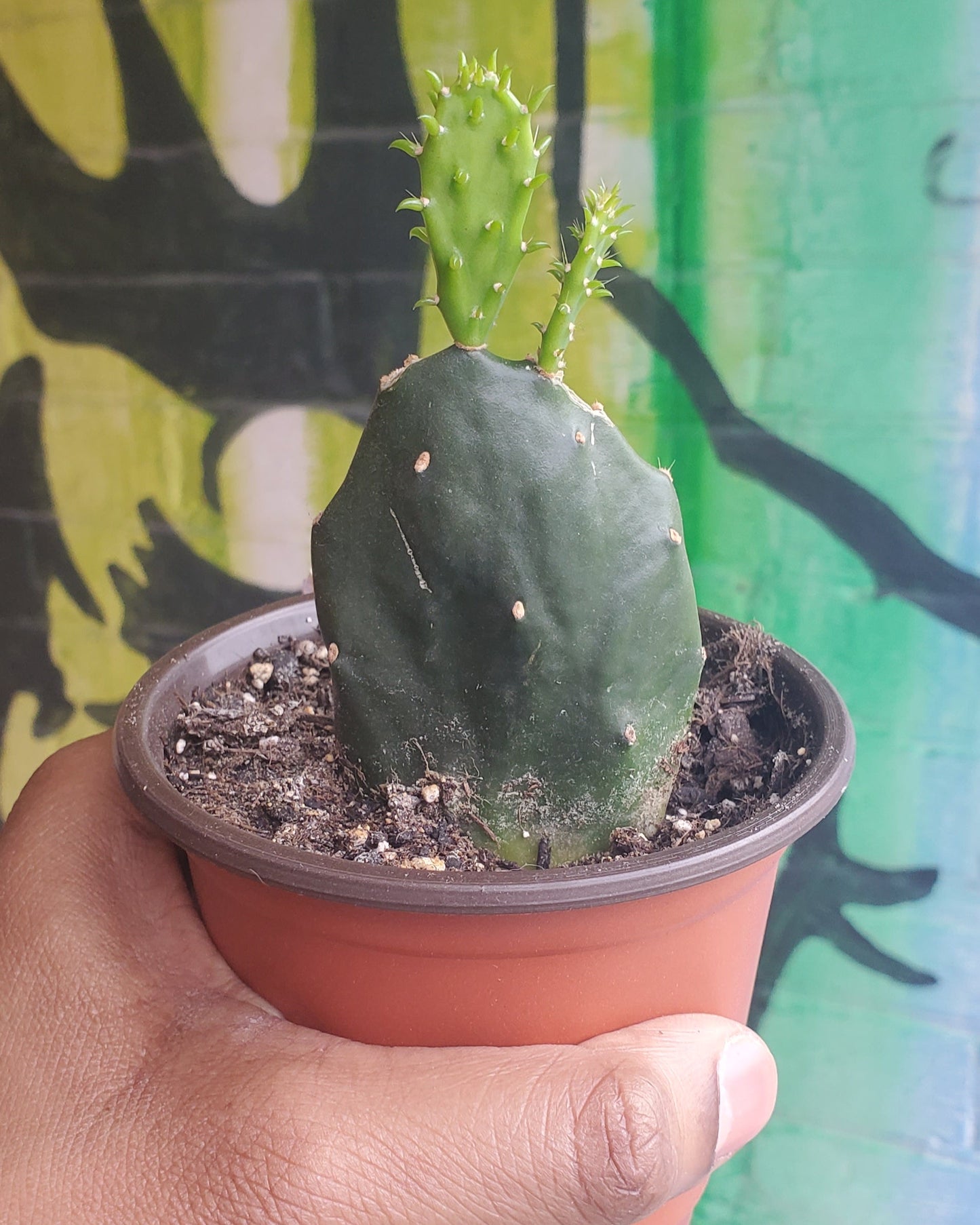 4" Opuntia jamaicensis