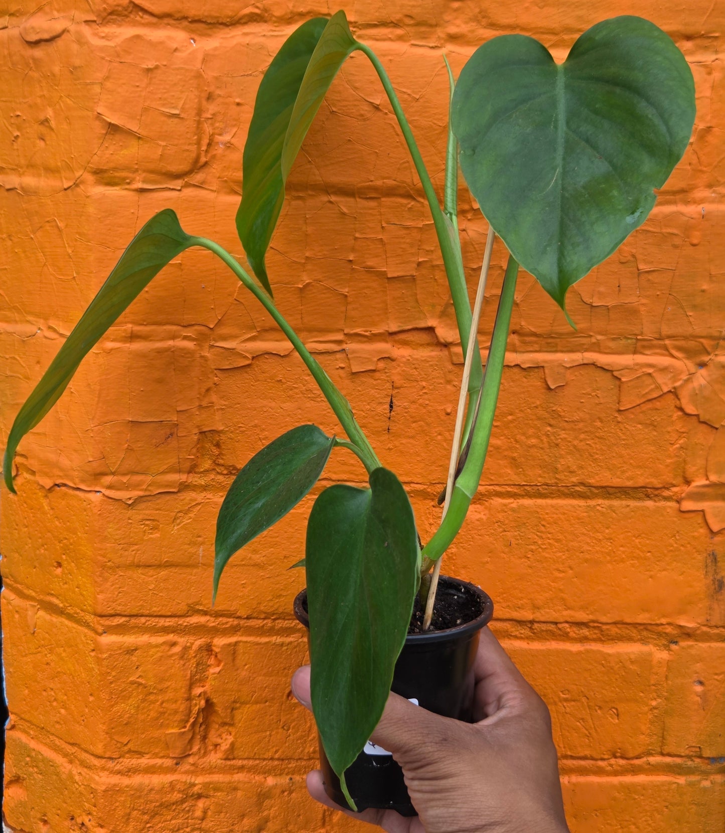 3.5” Monstera Sierrana