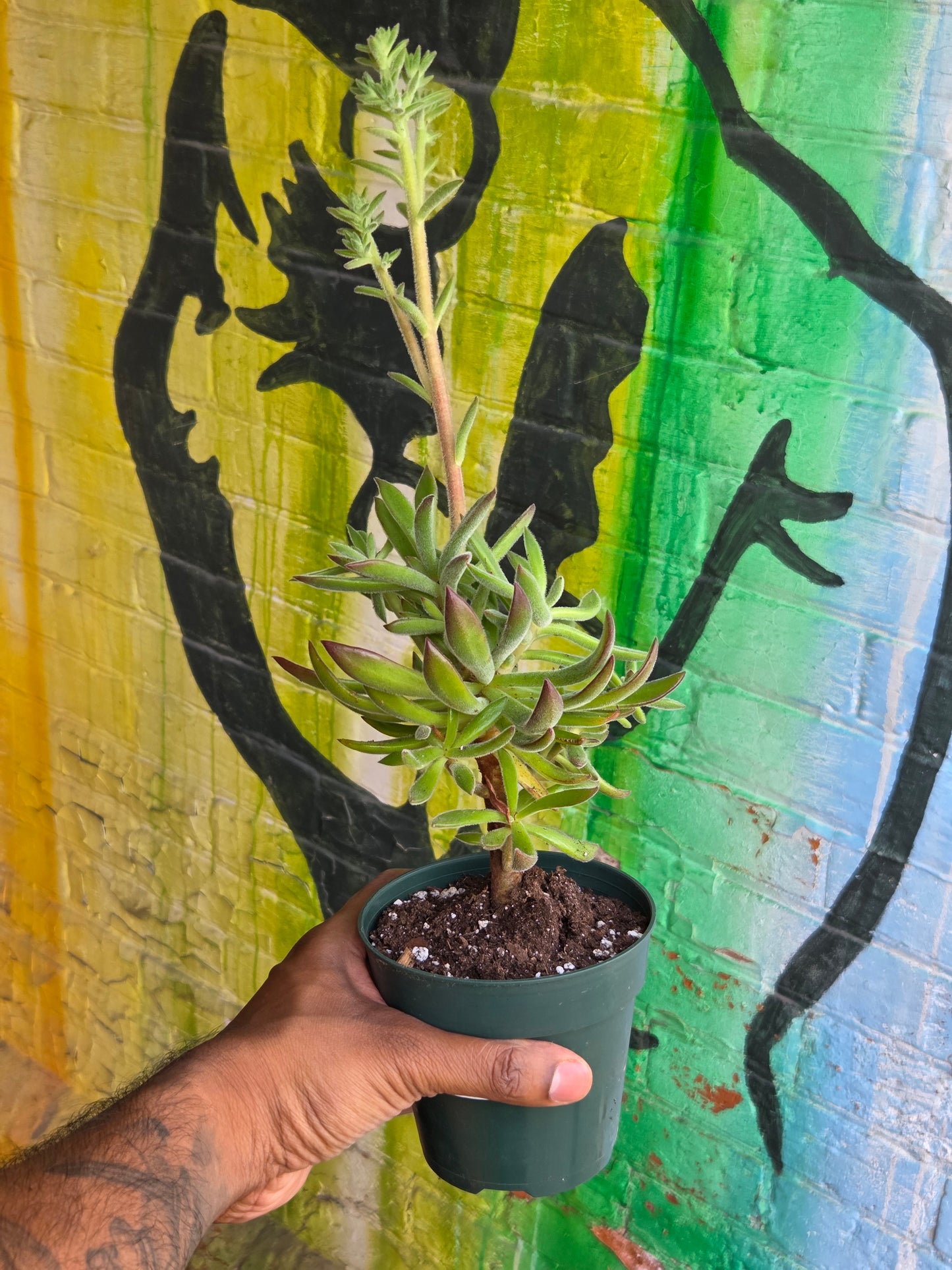5" Echeveria Harmsii