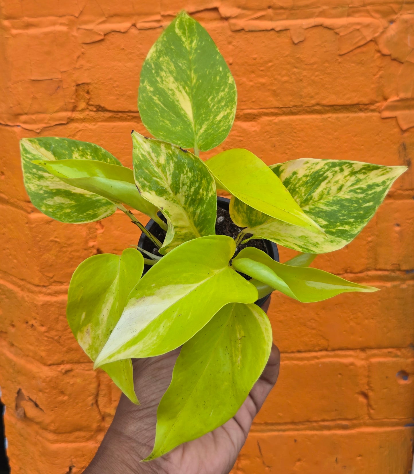 3.5” Pothos Teruno Kaguya Lemine