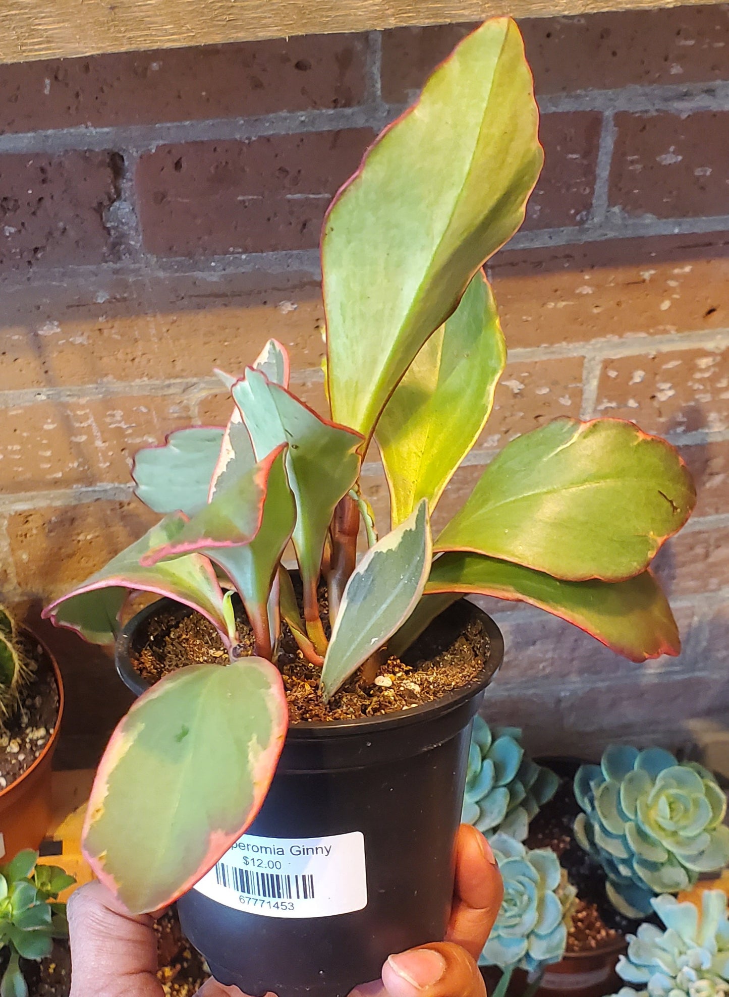 4" Peperomia Ginny