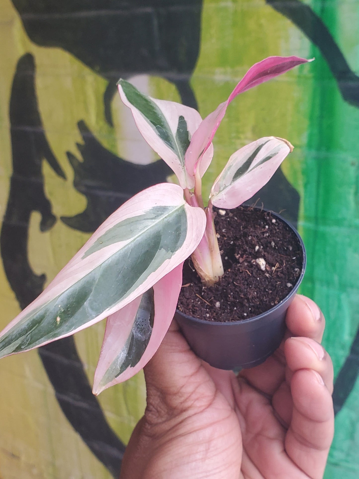 2.5” Stromanthe Triostar