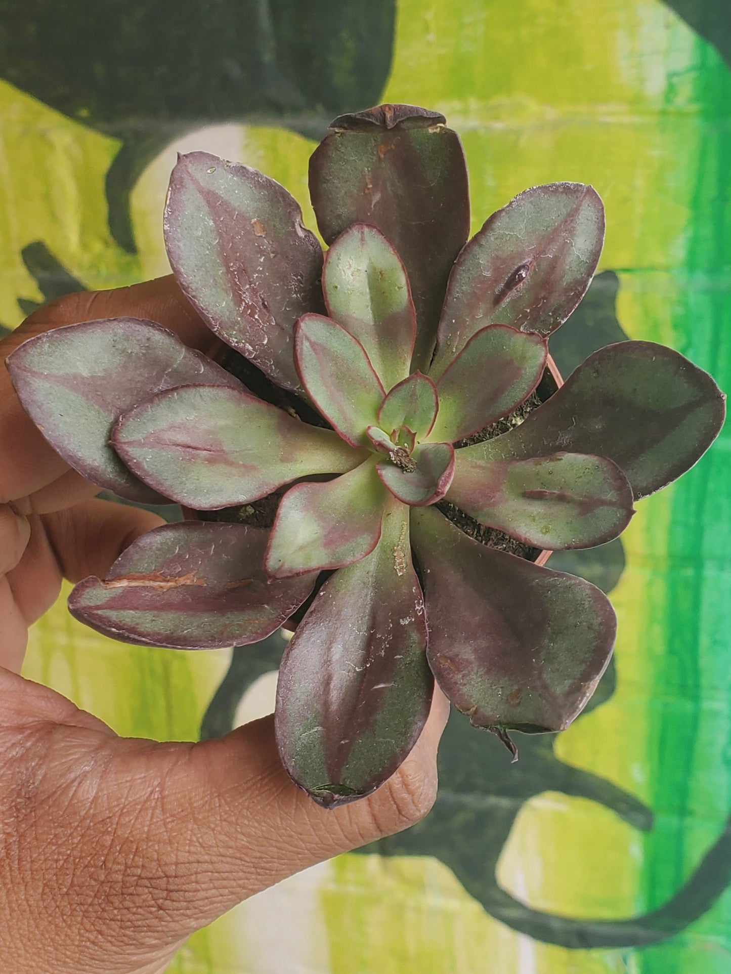 2.5" Painted Echeveria