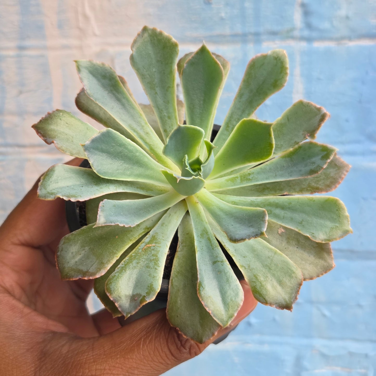3.5" Echeveria Neon
