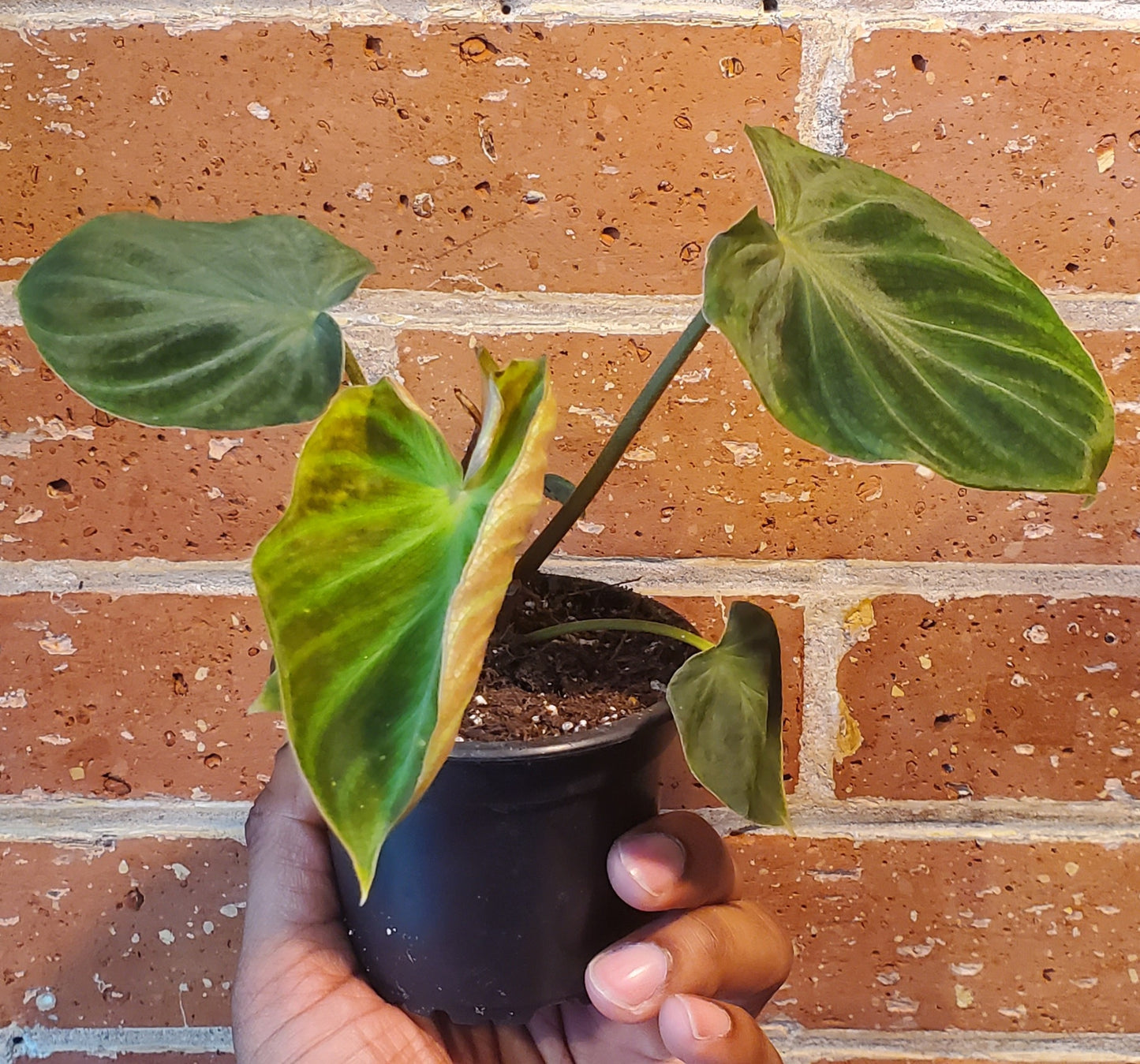 3.5" Philodendron Verrucosum
