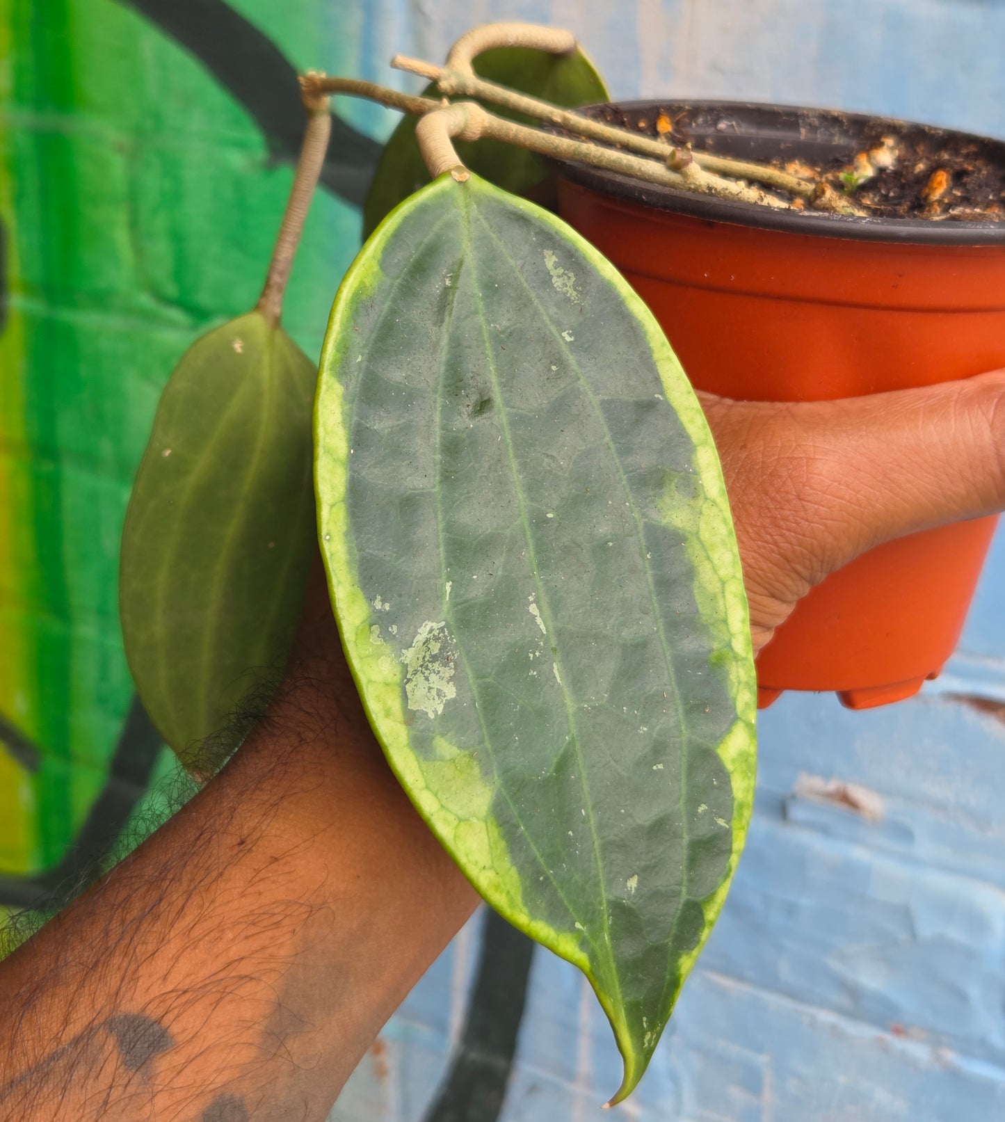 4" Hoya Macrophylla