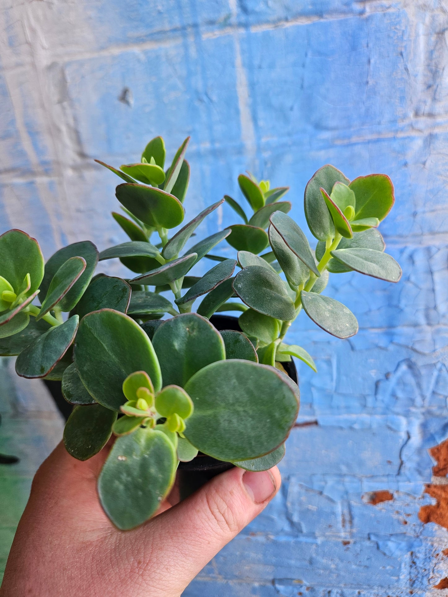3.5" Kalanchoe Marnieriana