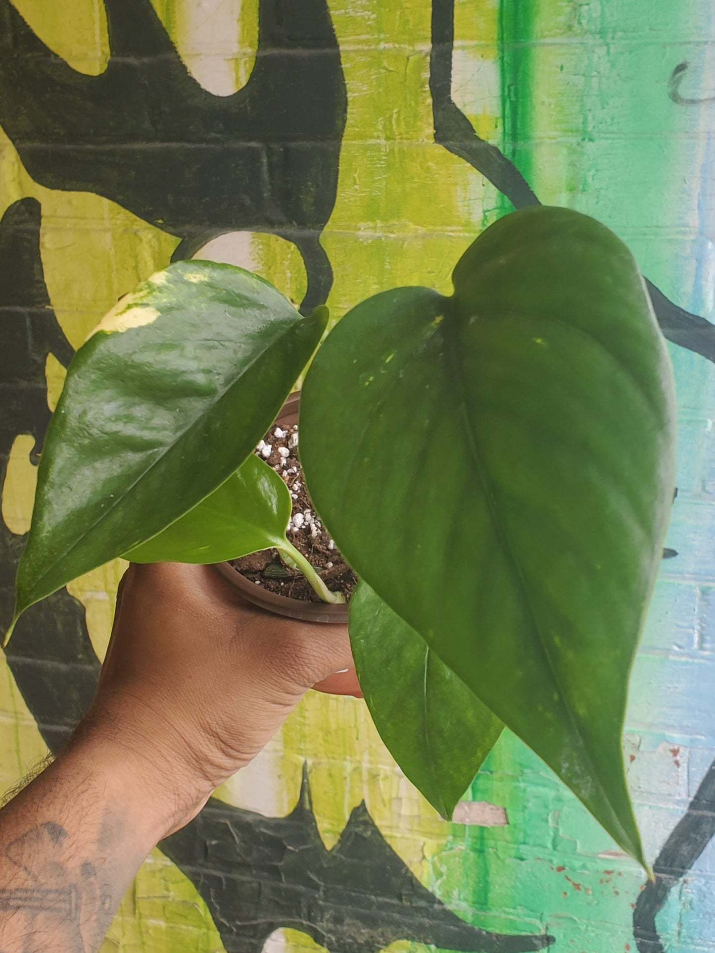 5" Pothos Golden
