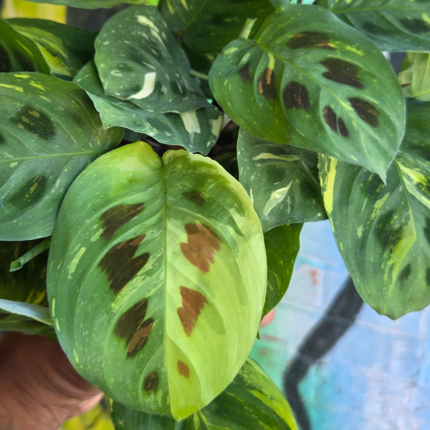 4" Maranta Green Variegated