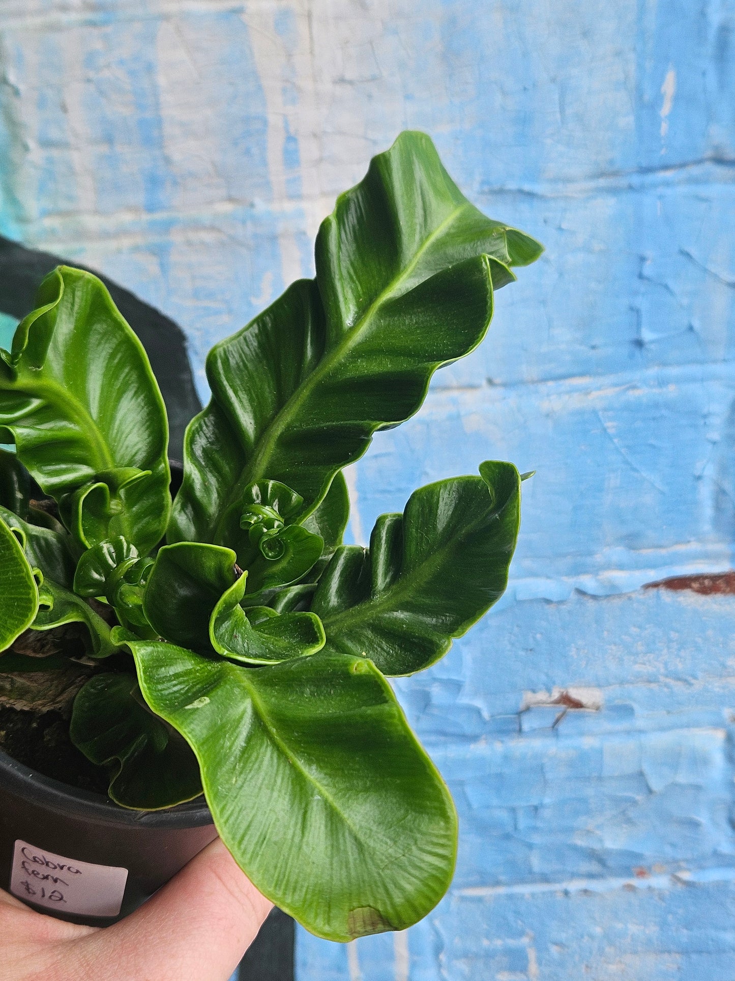 3.5 Asplenium nidus 'Cobra'