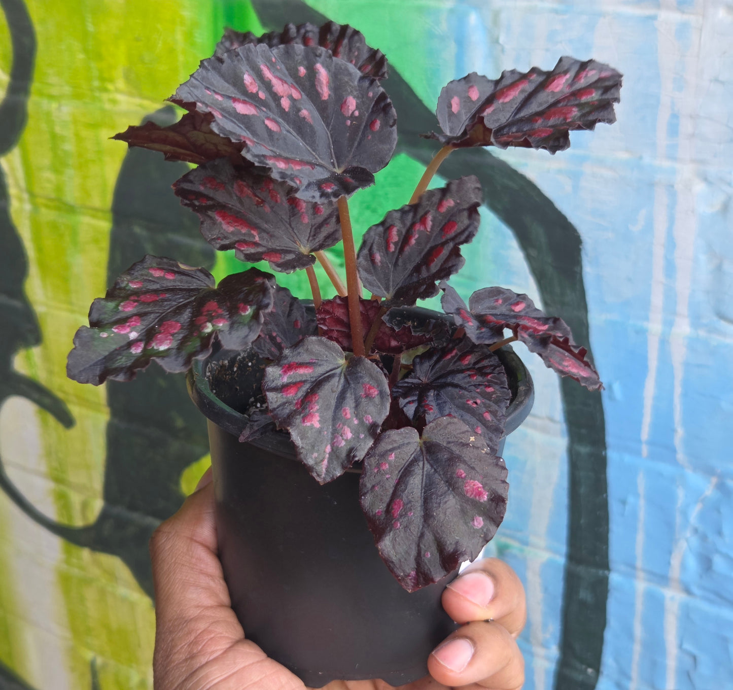 5" Begonia Rex Etna