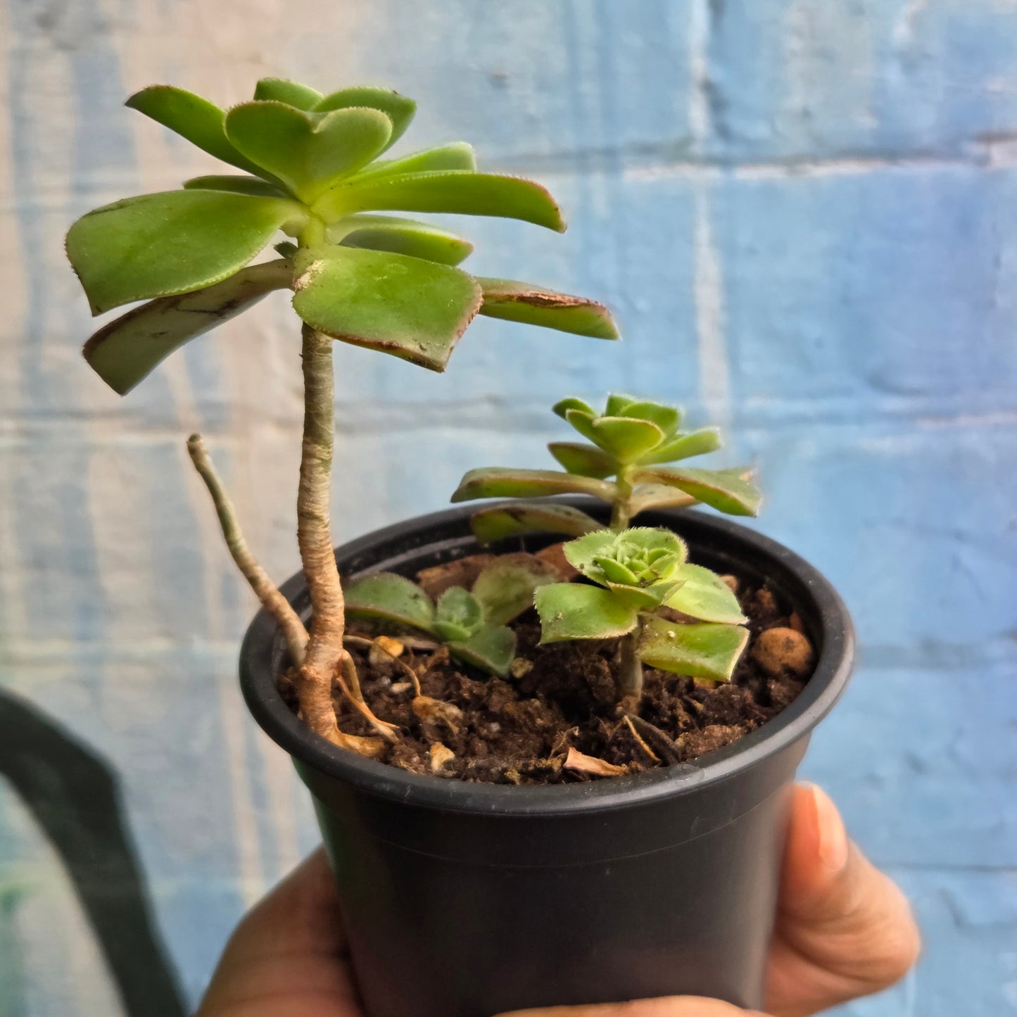 3.5" Aeonium haworthii