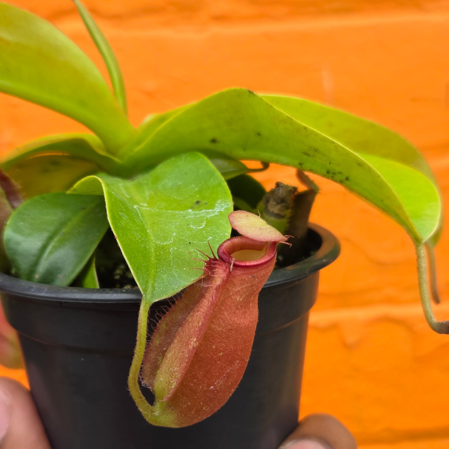 3.5" Nepenthes mirabilis Neon | Pitcher Plant