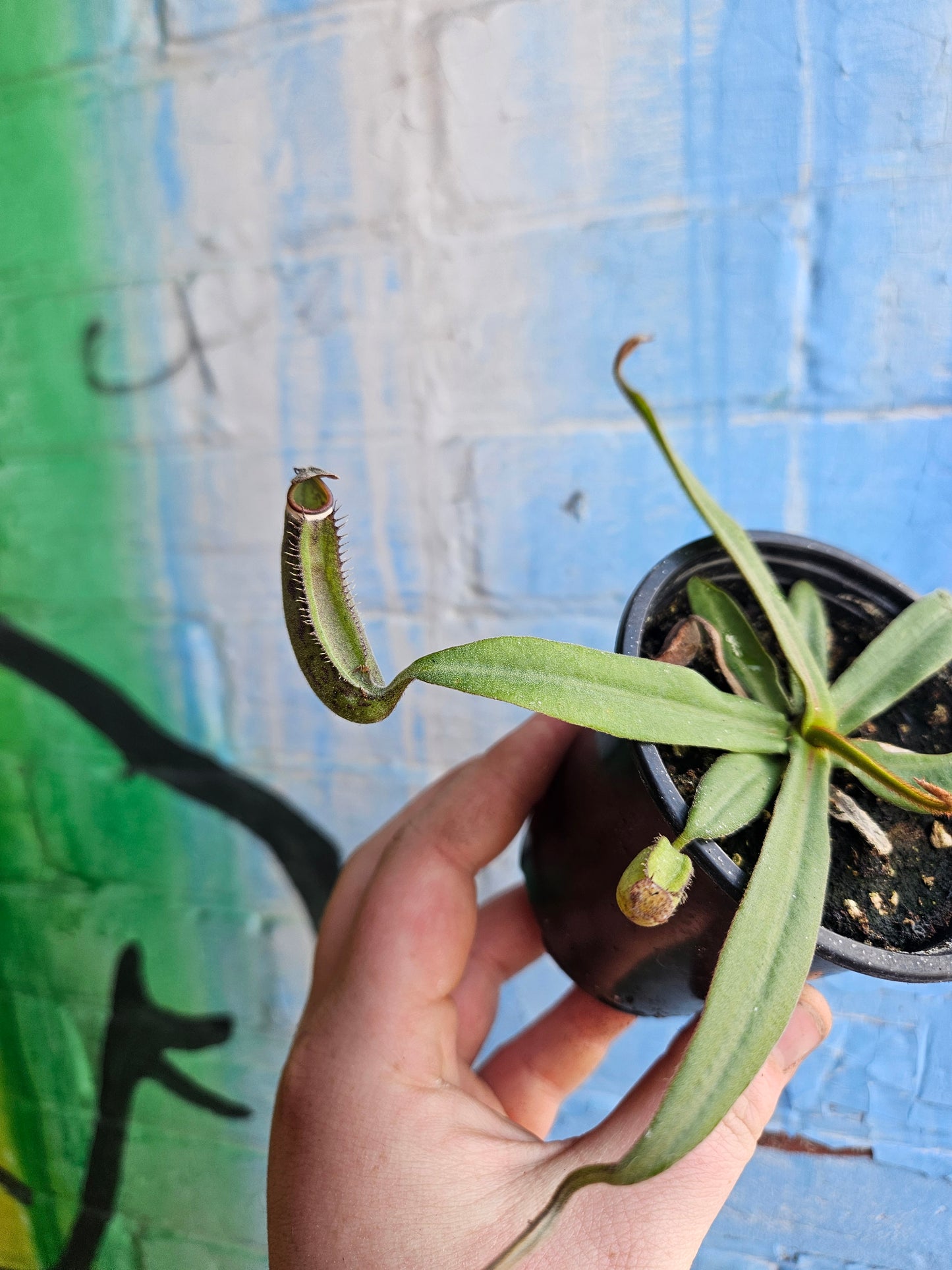 3.5" Nepenthes albomarginata | Pitcher Plant
