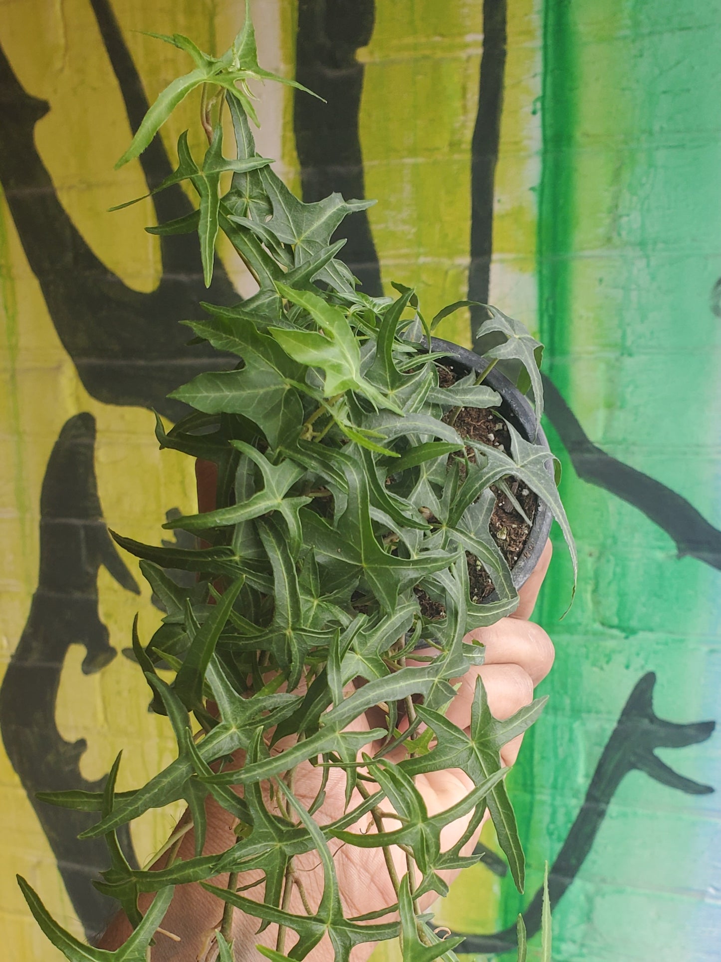 3.5” English Ivy - Starling