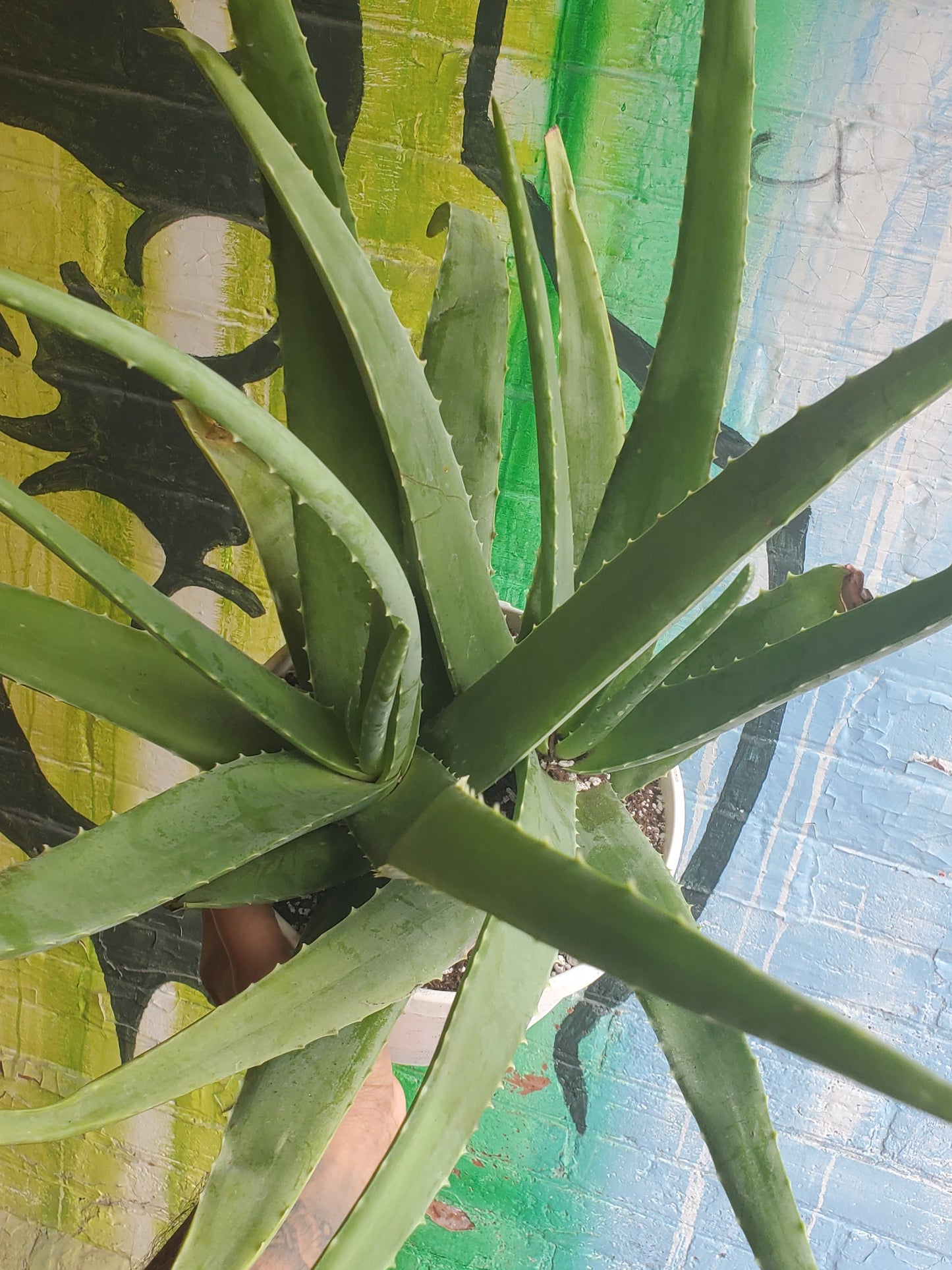 8" Aloe Barbadensis