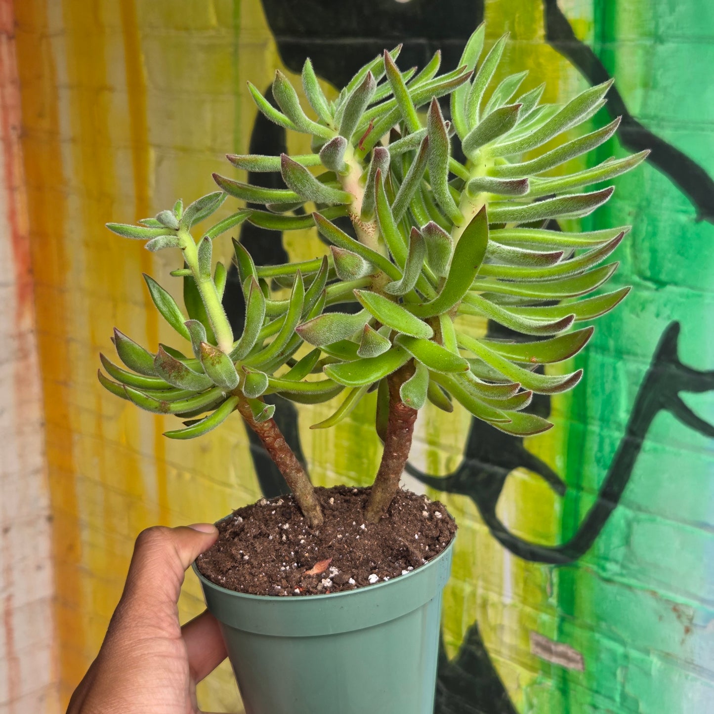 5" Echeveria Harmsii