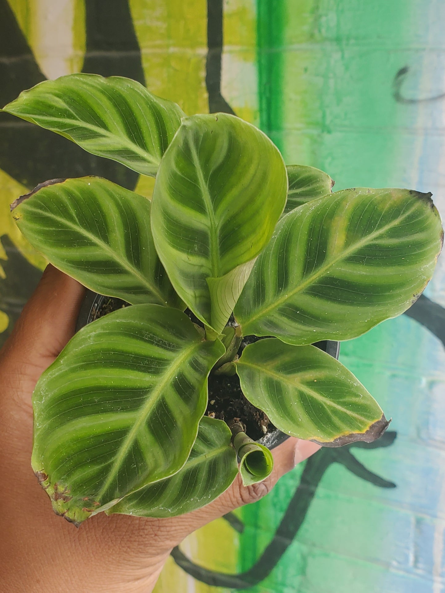 3.5” Goeppertia zebrina