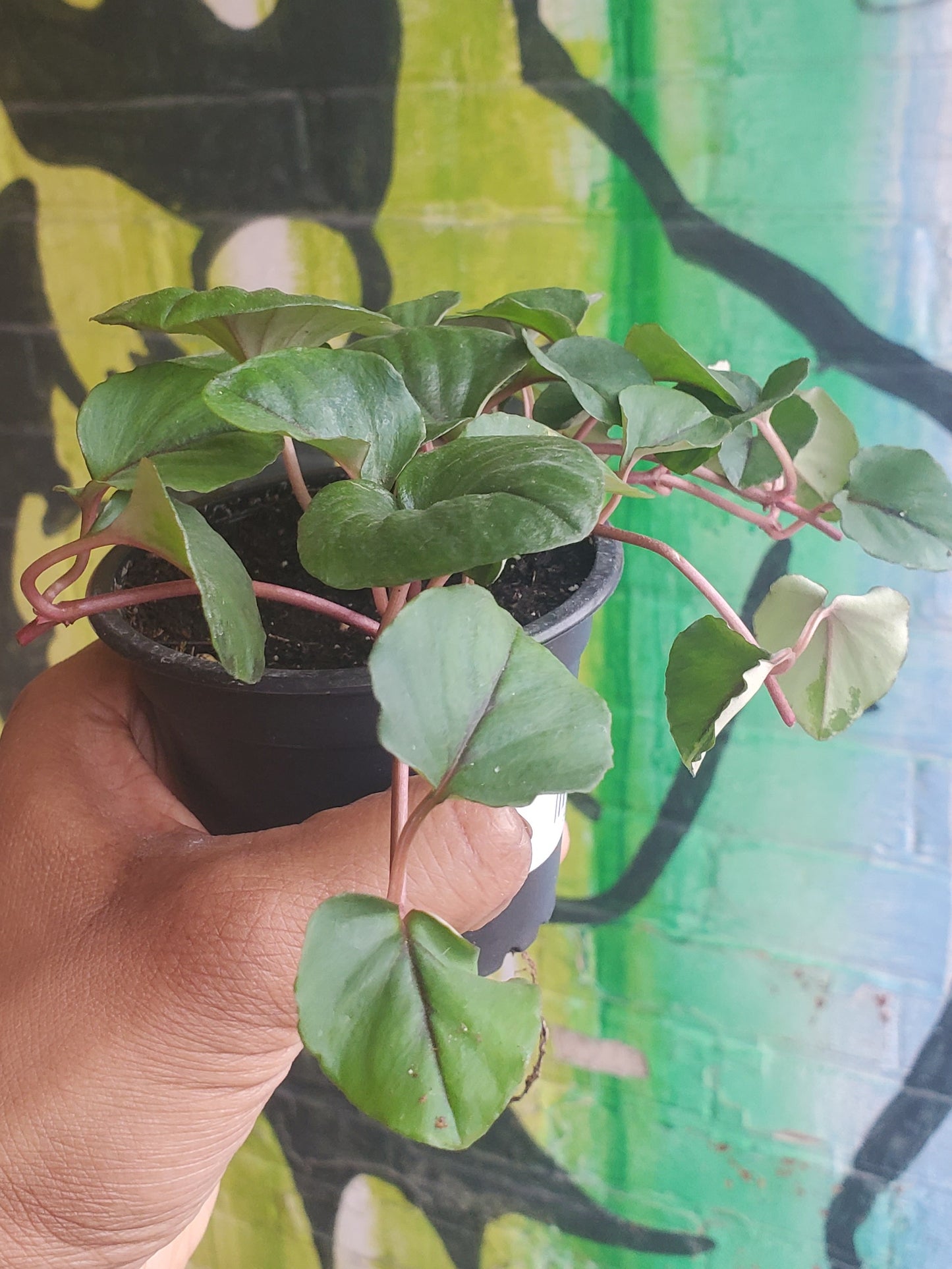 3.5" Heart Leaf Maderavine