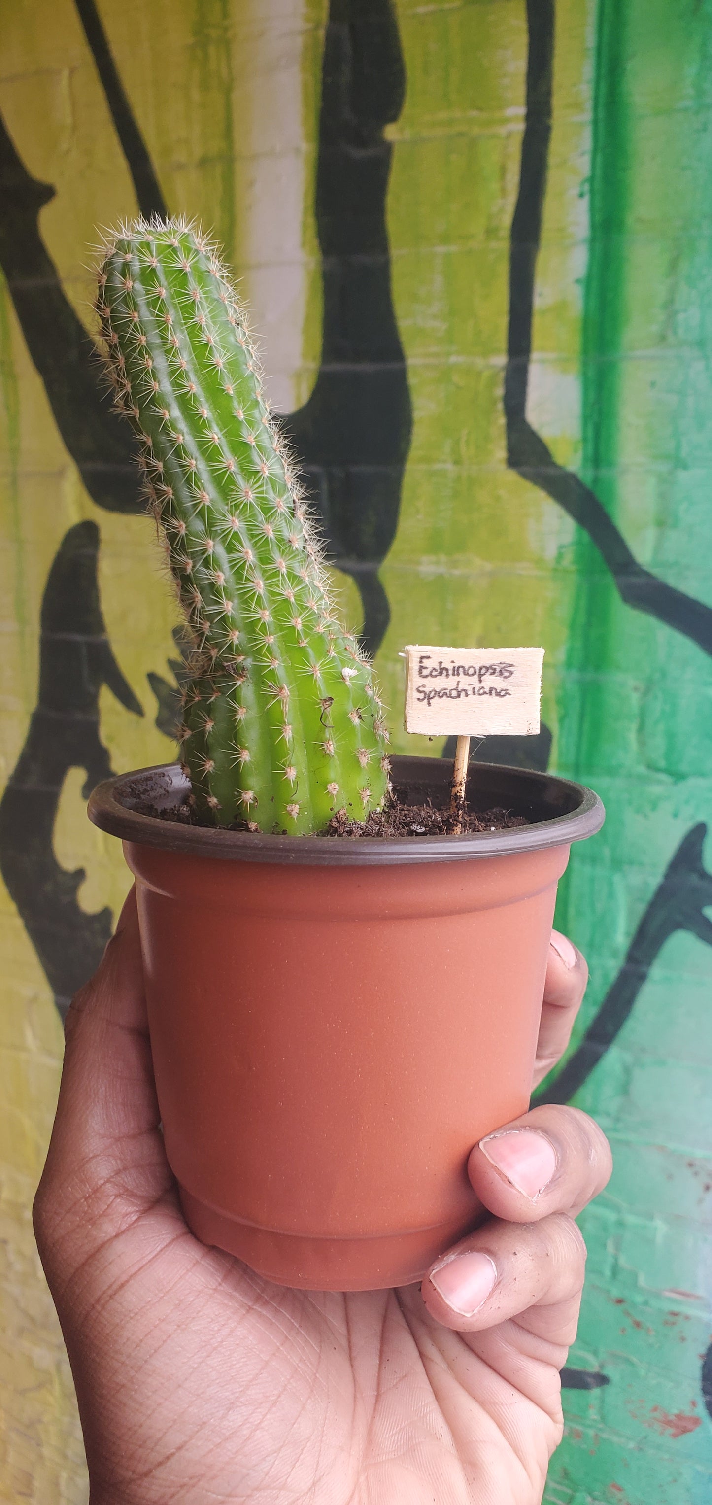 4" Echinopsis spachiana