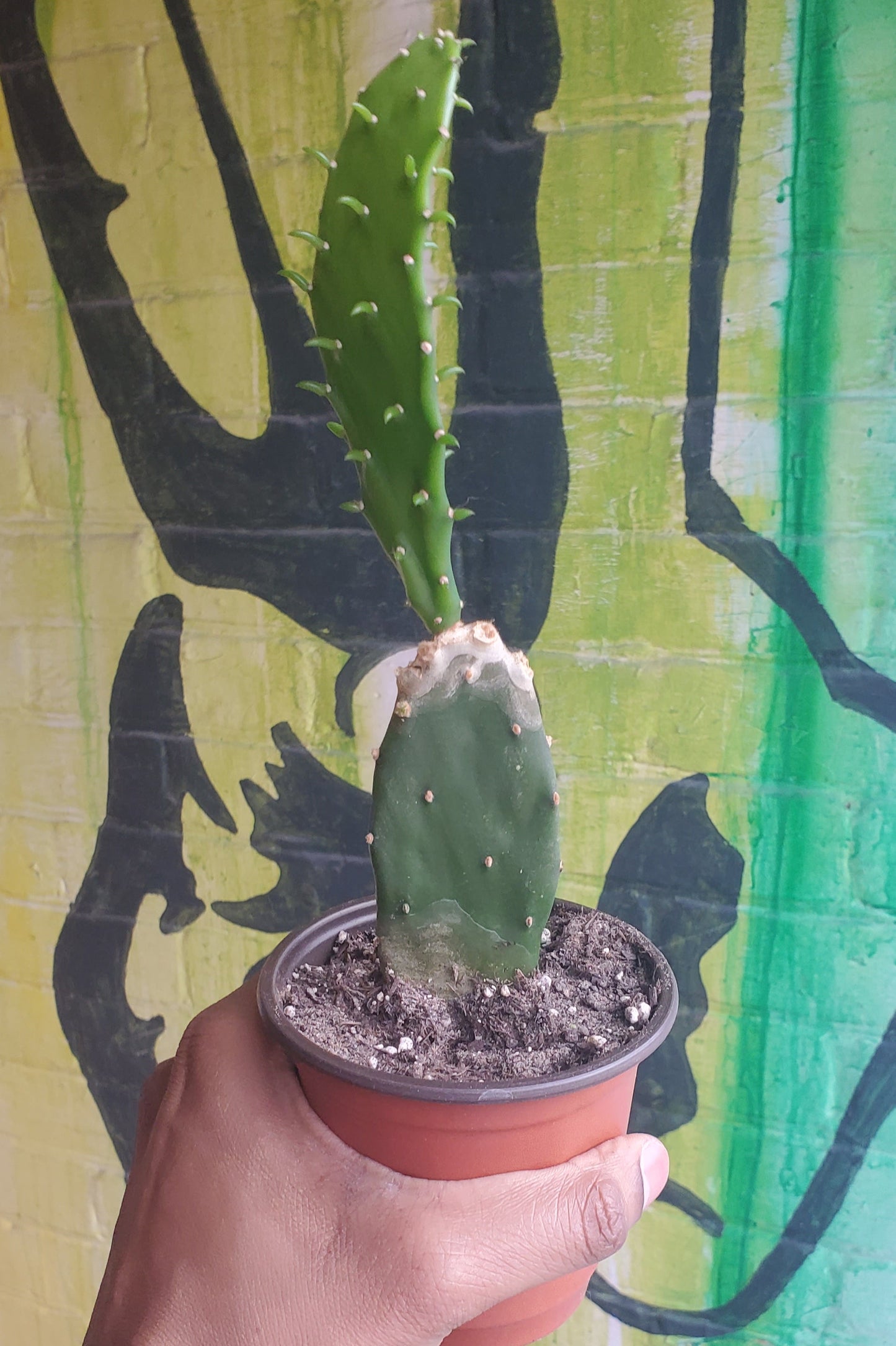 4" Opuntia jamaicensis