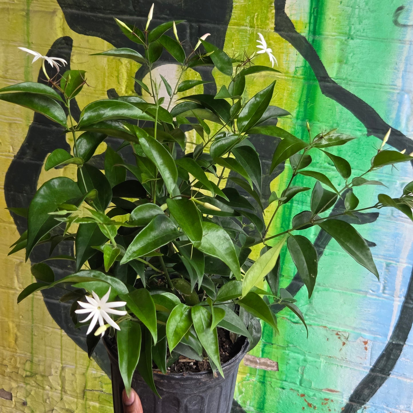 6'' Star Jasmine