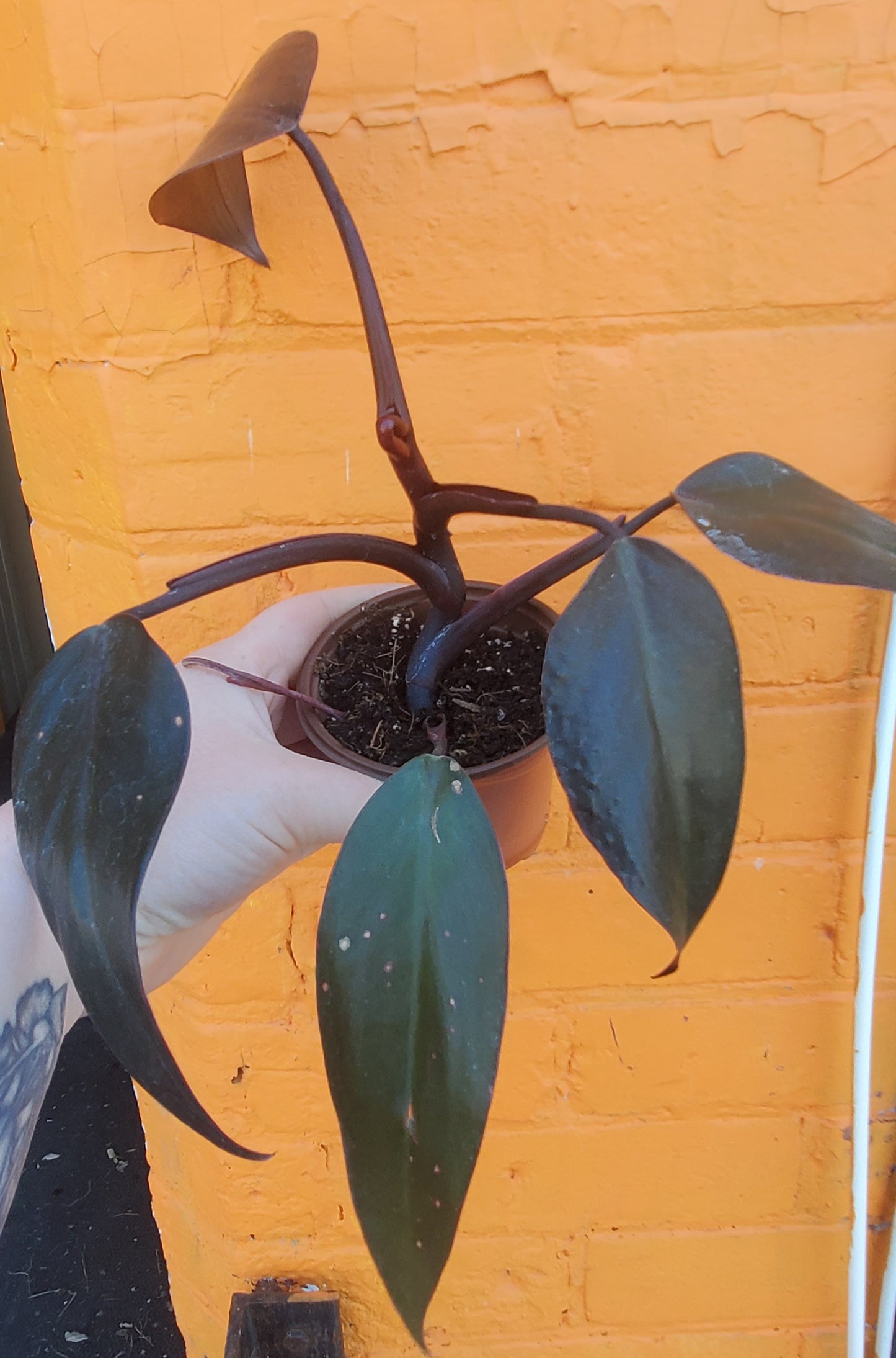 3.5" Philodendron New Red