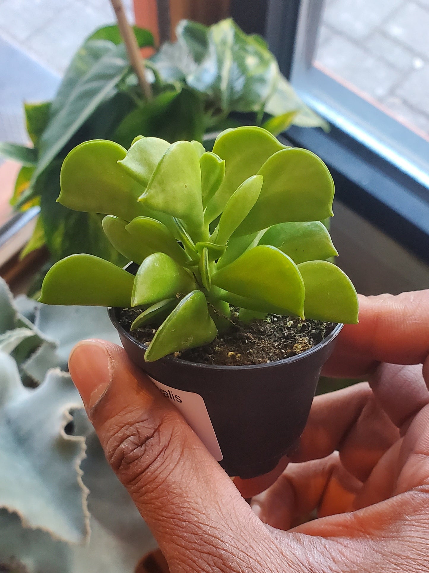 2.5" Peperomia Nivalis