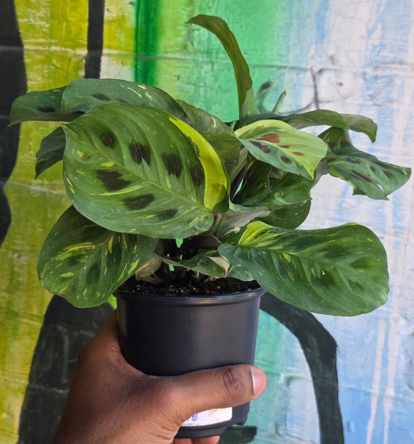 4" Maranta Green Variegated