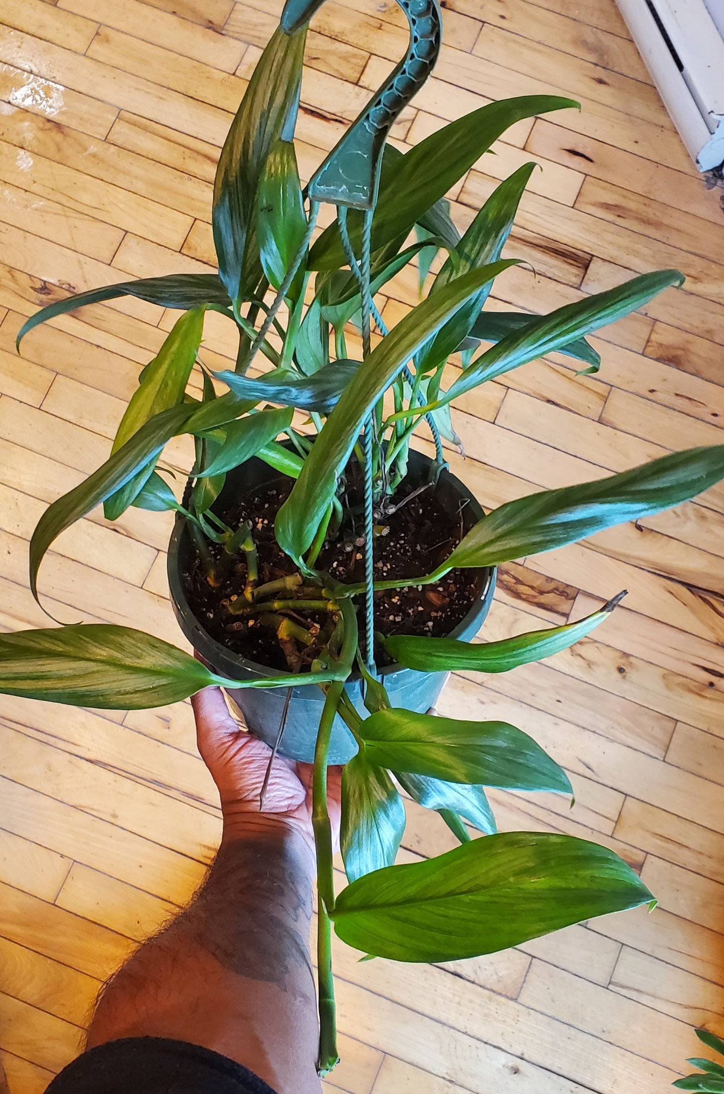 8" Epipremnum amplissimum Hanging Basket