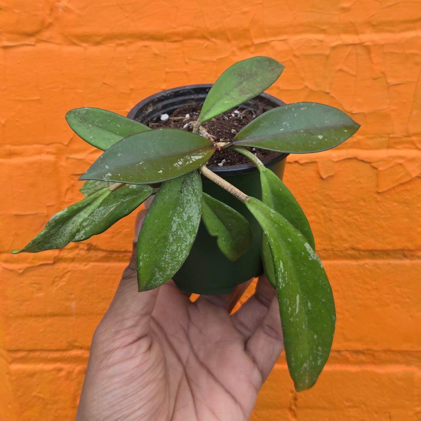 3.5" Hoya Pubicalyx