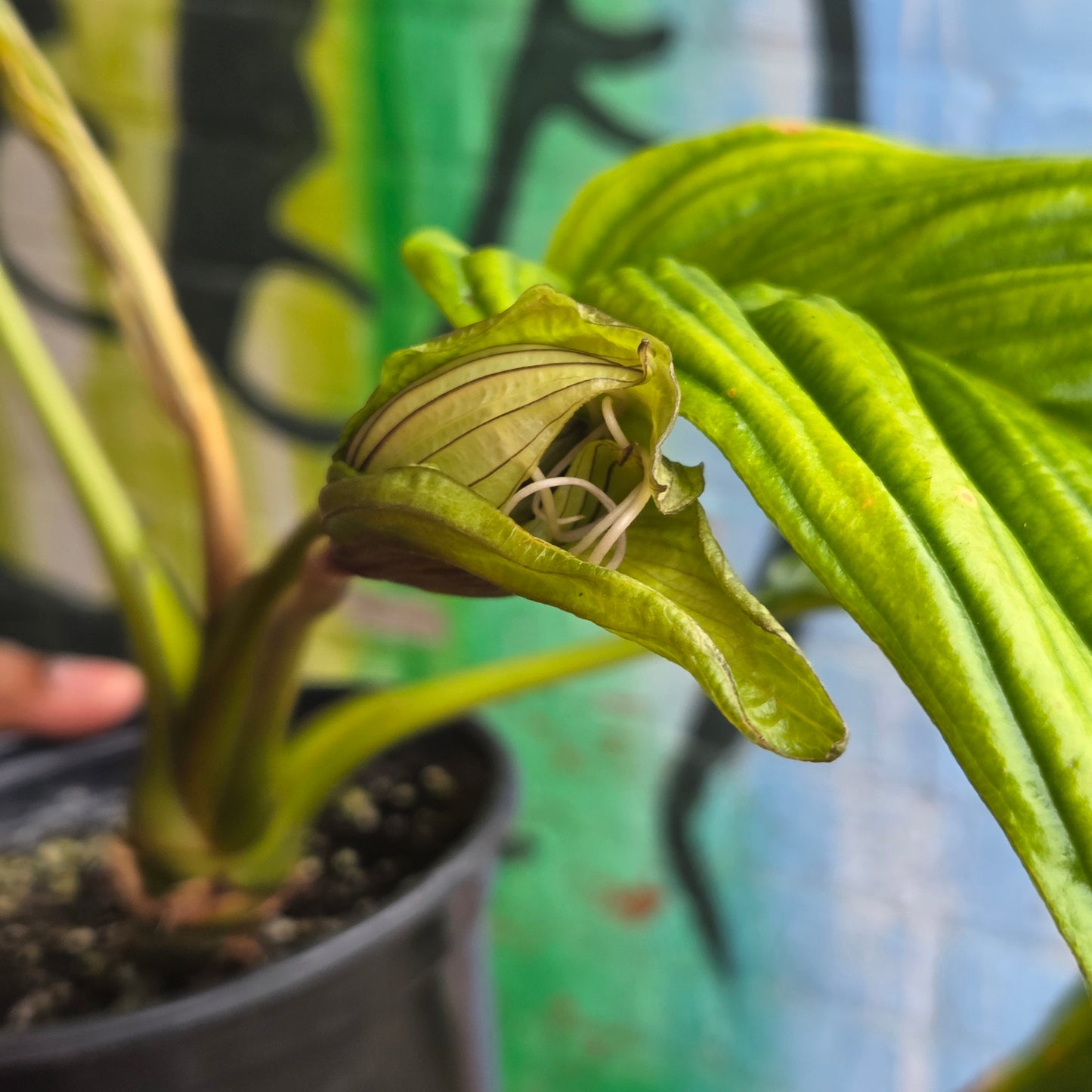 6” Tacca Integrefolia White Bat Flower