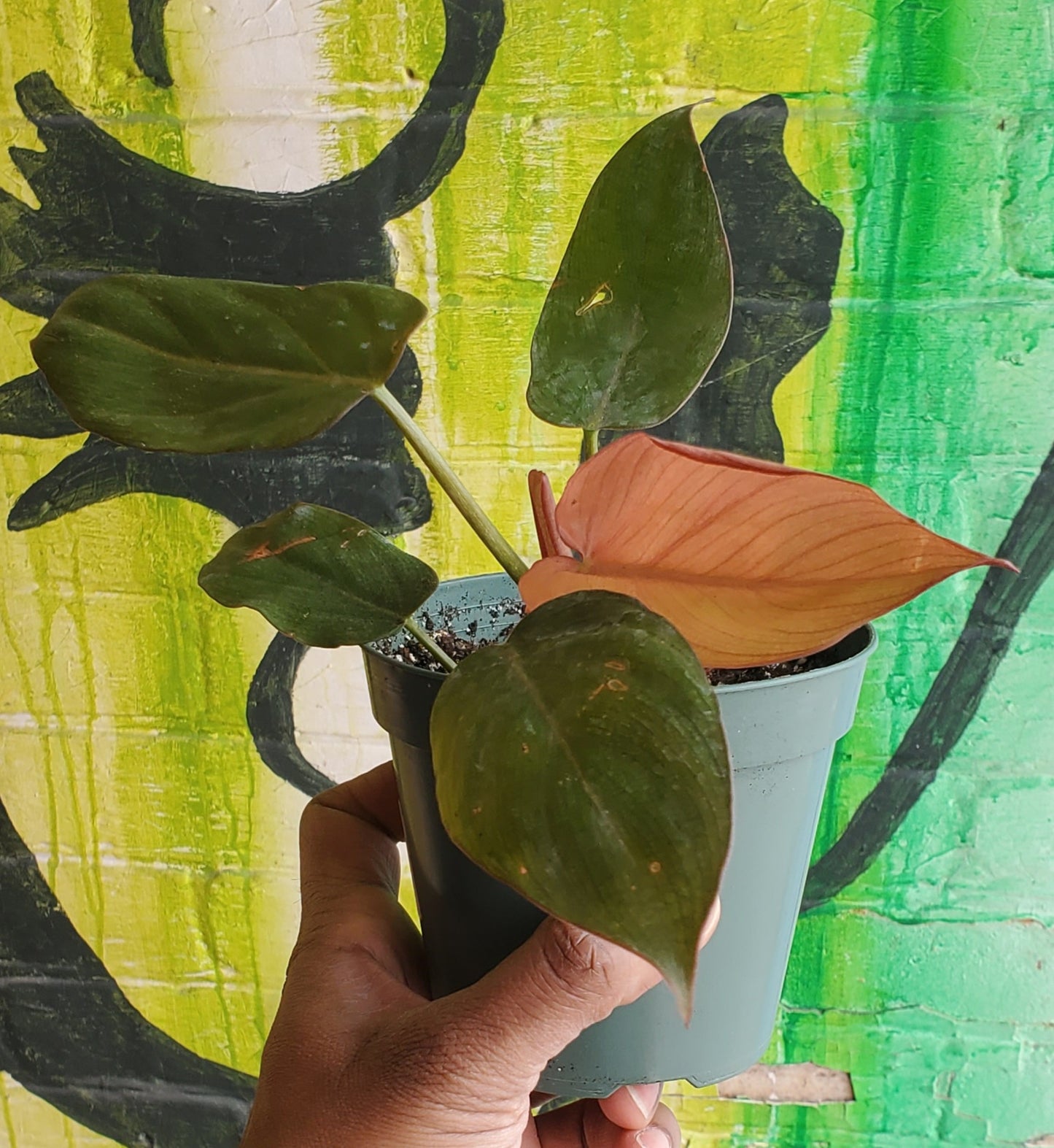 4" Philodendron Summer Glory