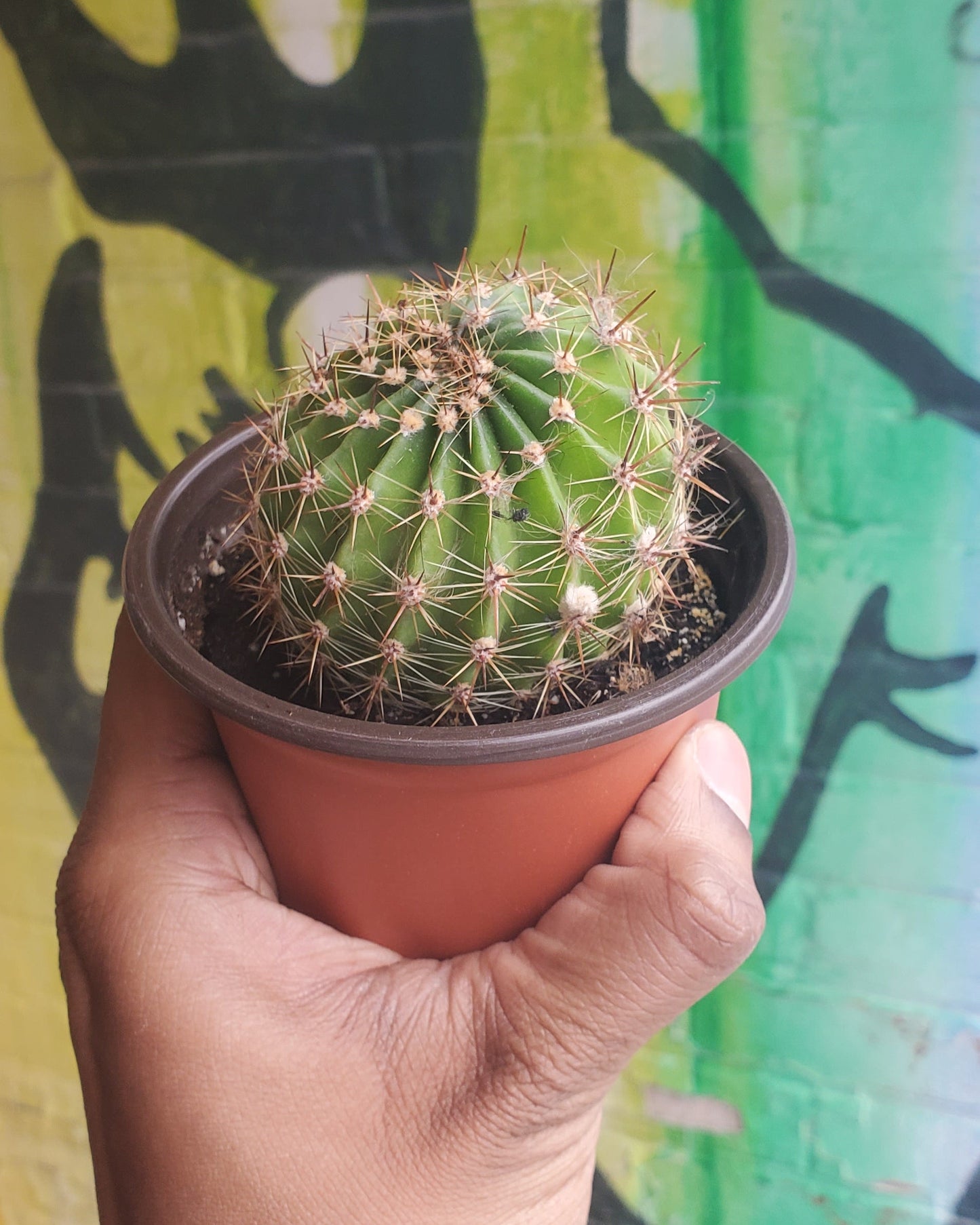4" Echinopsis spachiana