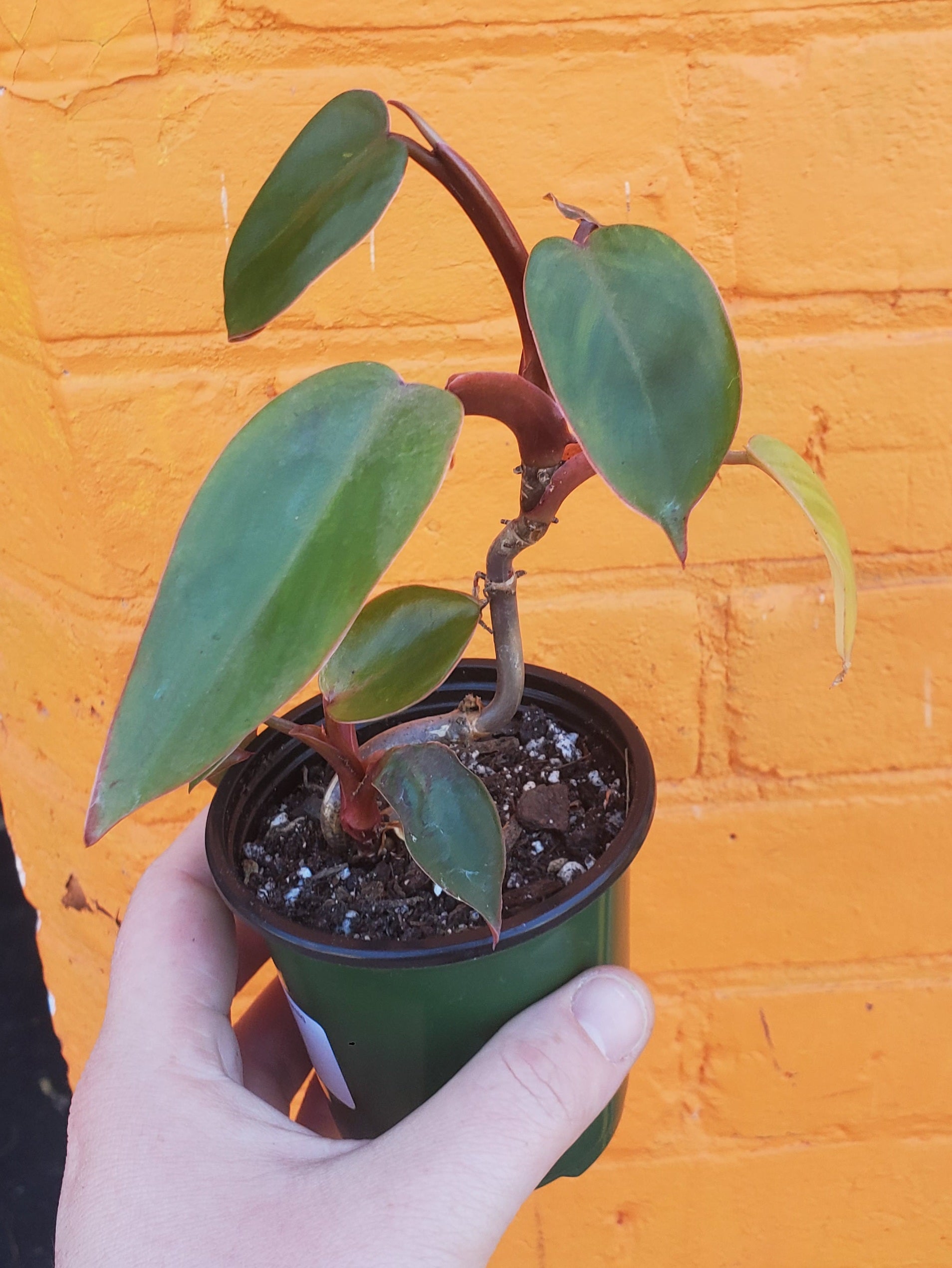 emerald red philodendron 3.5 Philodendron Red Emerald – Plant Goals