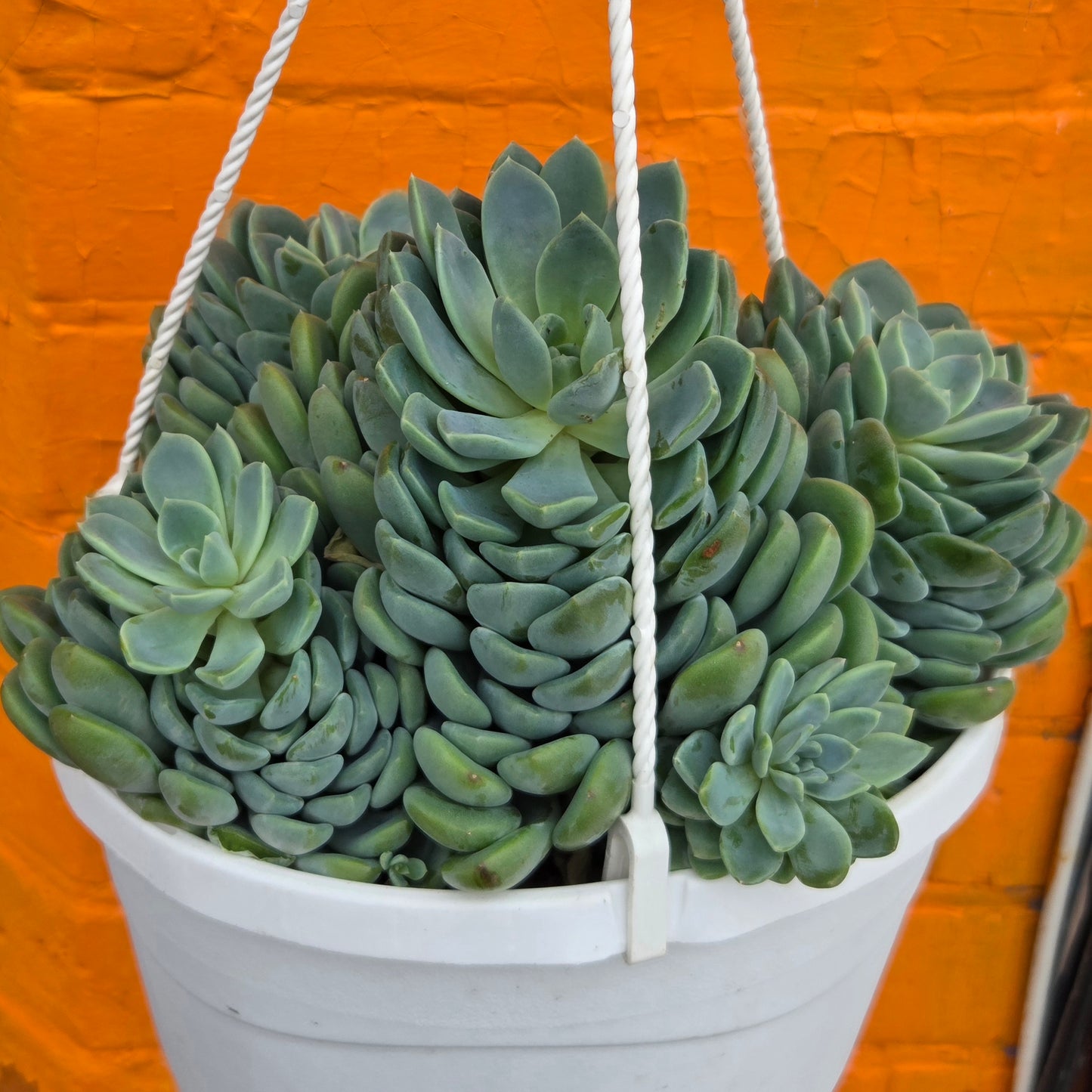 6" Echeveria Elegans Hanging Basket